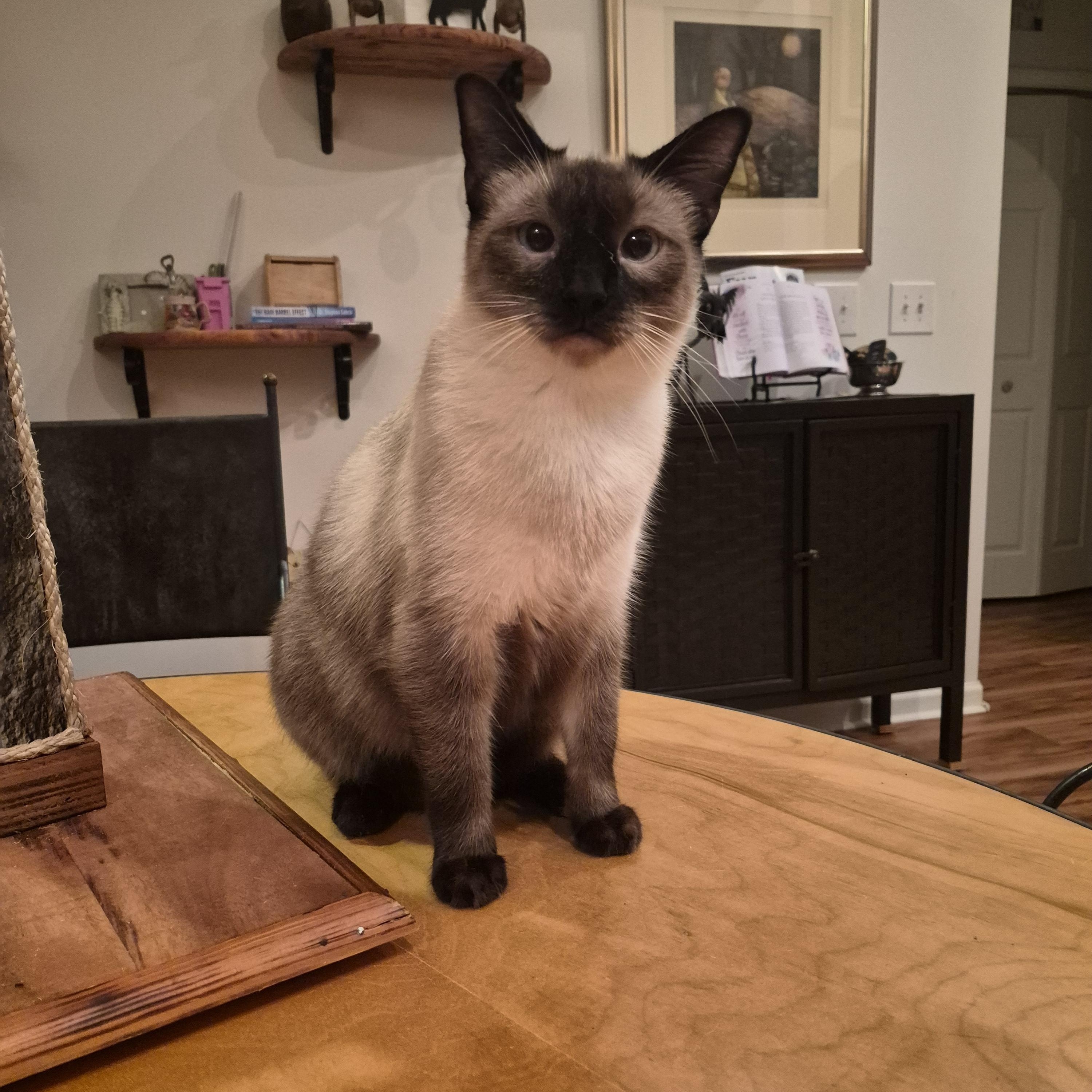 Zumi, Adoptable, Young Male Siamese.