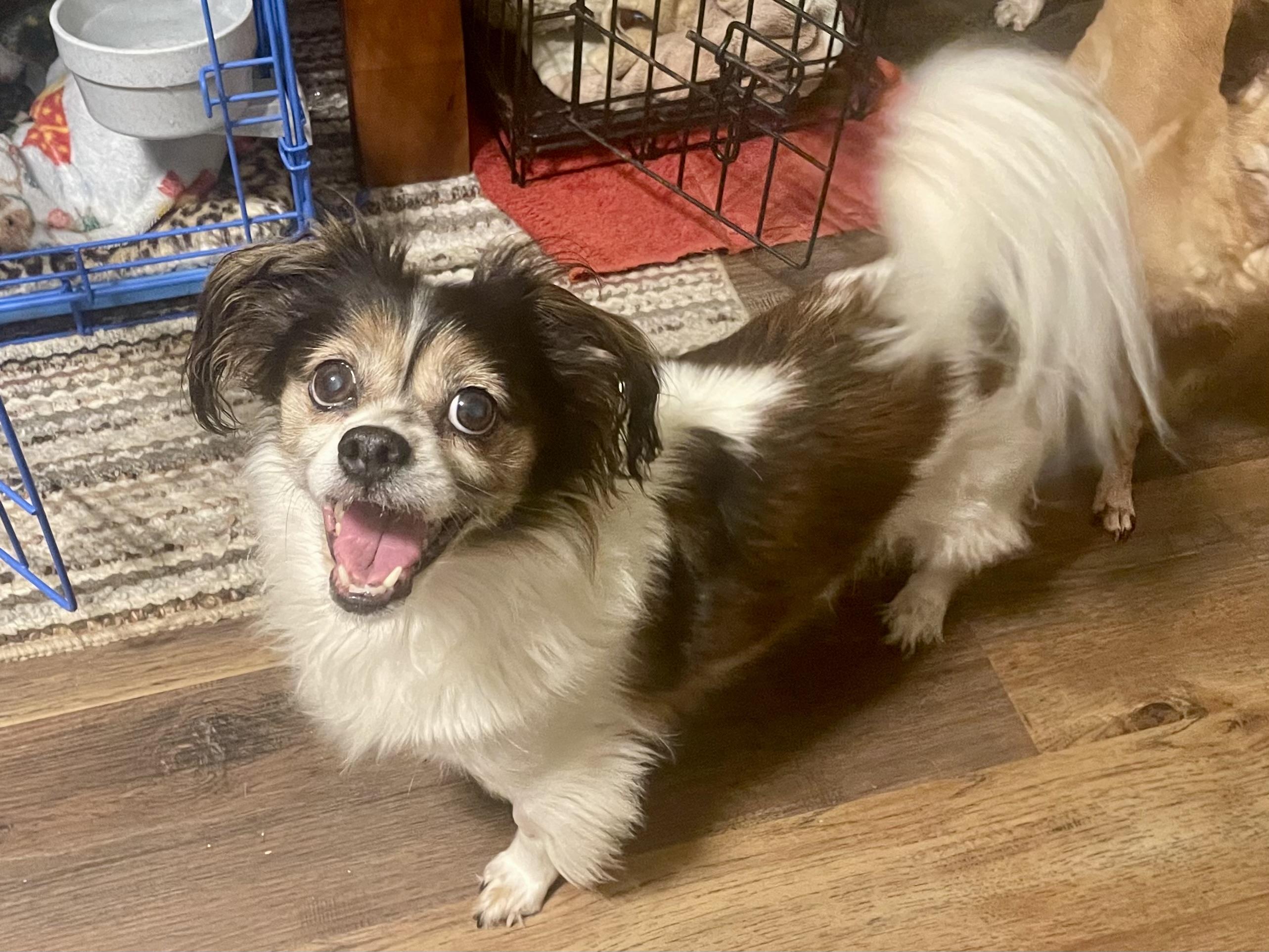 Enlarge Lucy in Texarkana TX, a Adoptable mixed breed in Texarkana, TX image 2/6