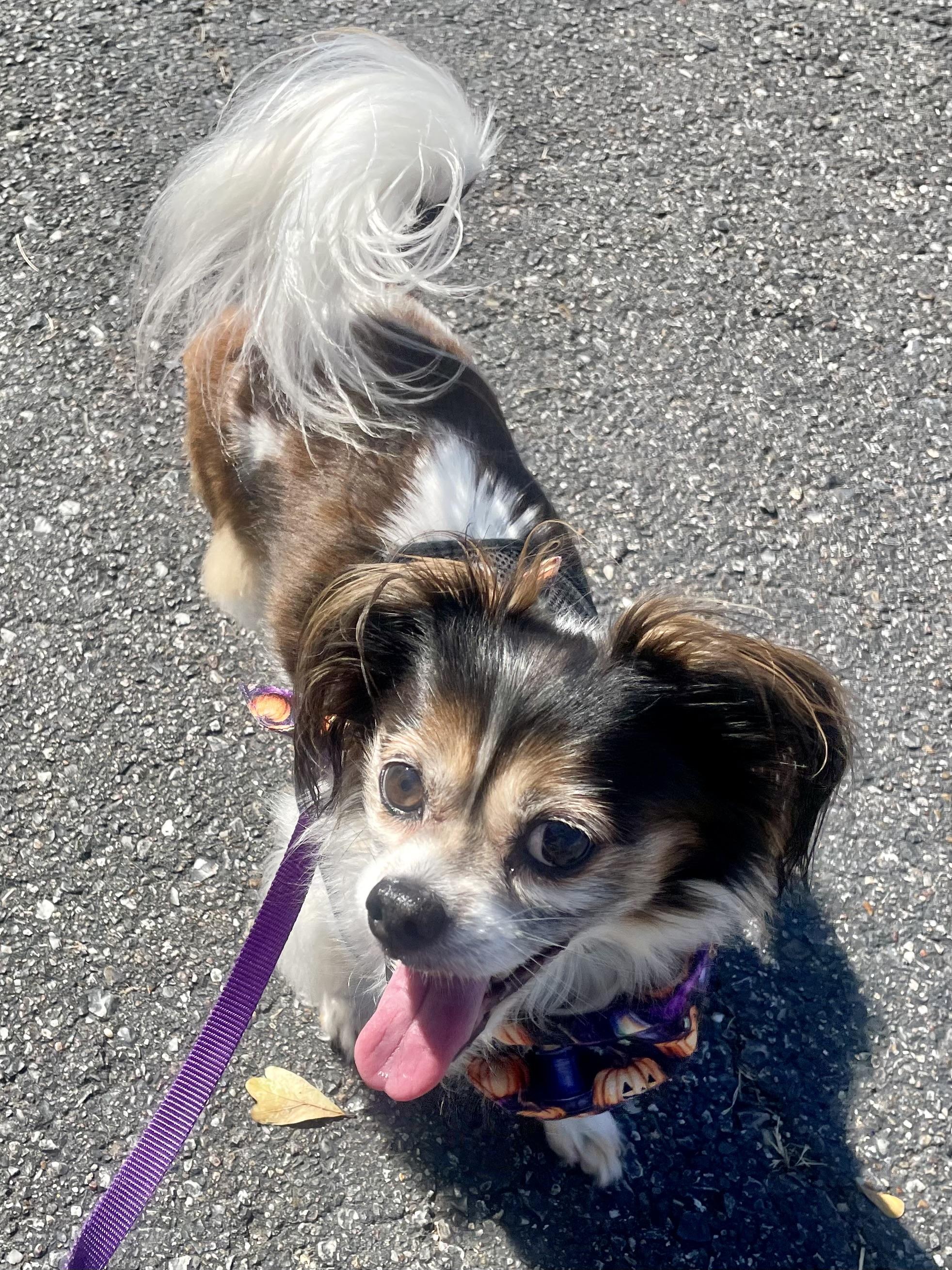Enlarge Lucy in Texarkana TX, a Adoptable mixed breed in Texarkana, TX image 5/6