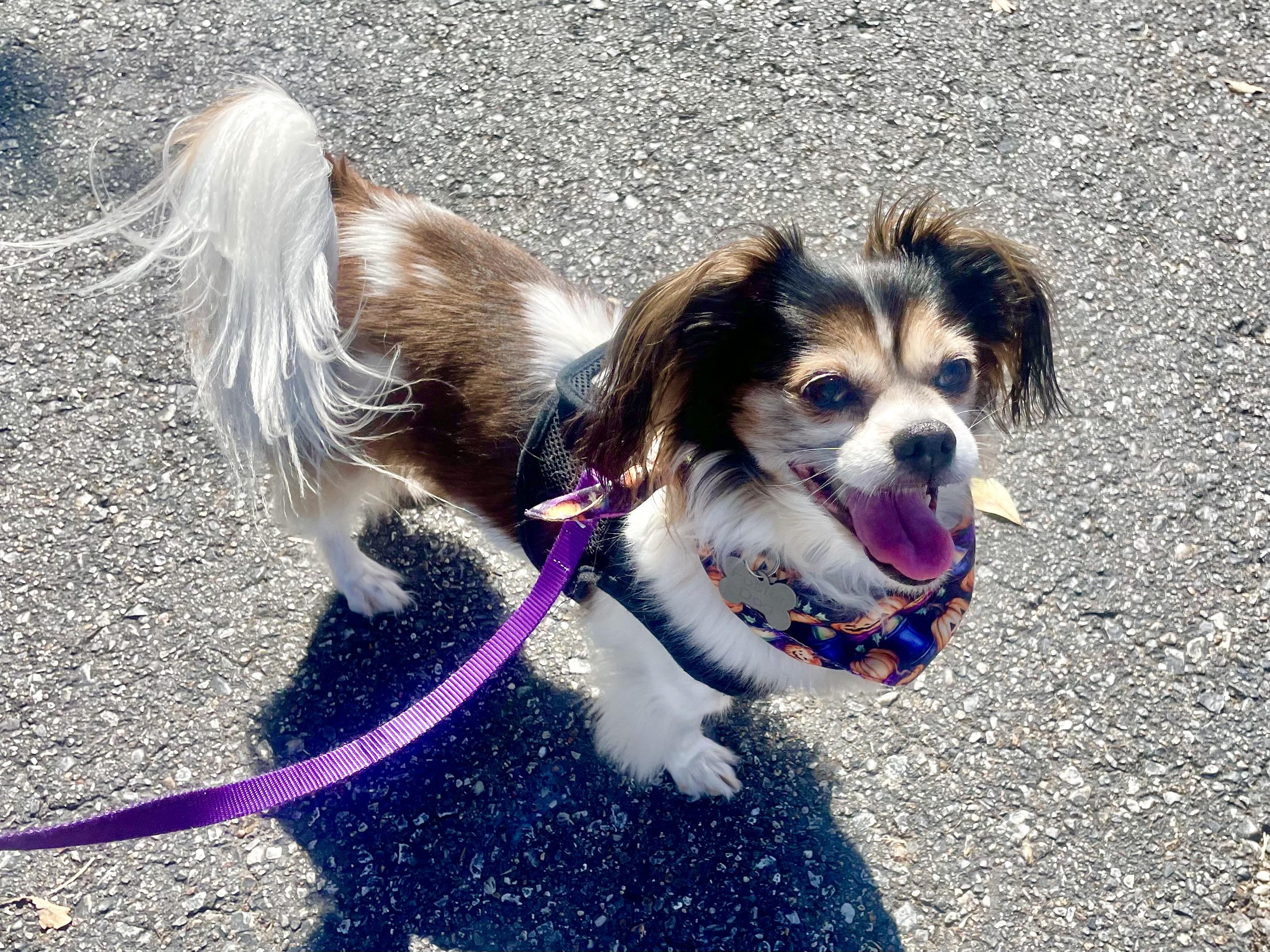 Enlarge Lucy in Texarkana TX, a Adoptable mixed breed in Texarkana, TX image 4/6
