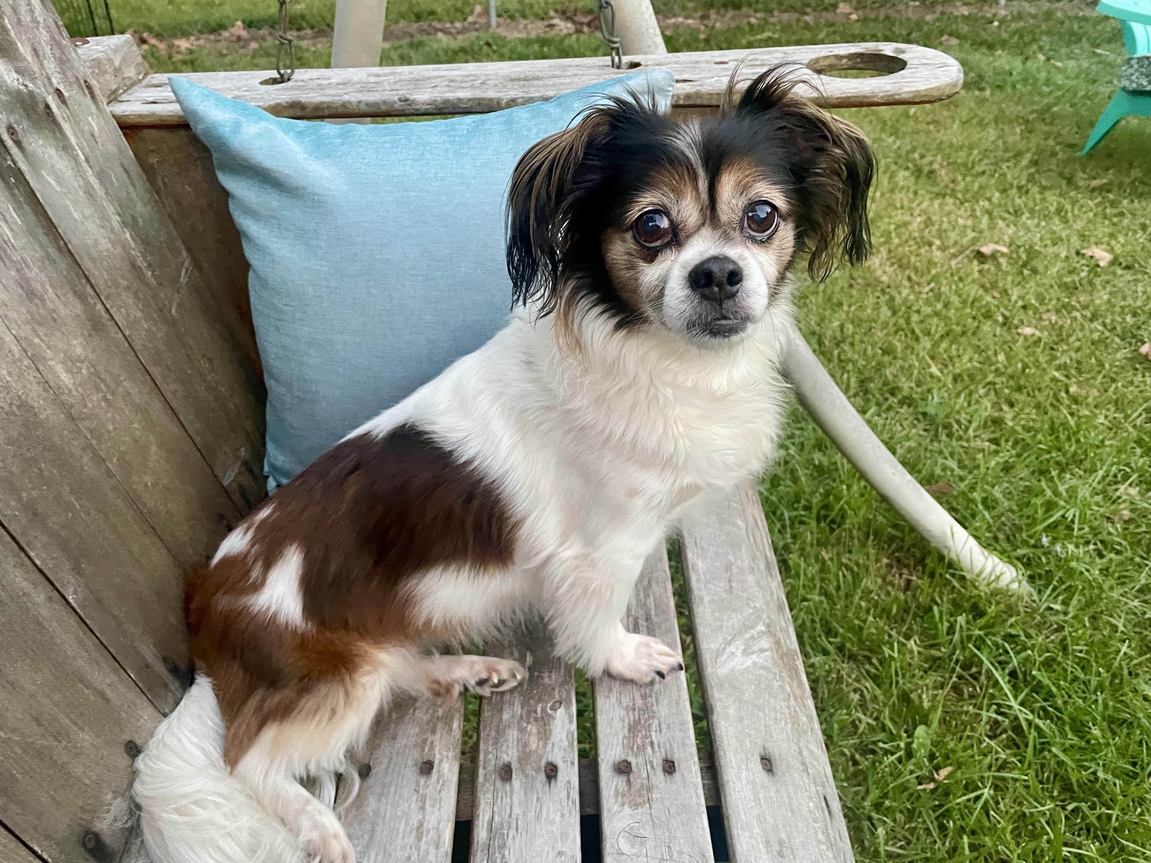 Lucy in Texarkana TX, Adoptable, Adult Female Chihuahua & Papillon.