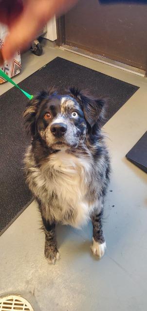 Ollie, Adoptable, Adult Male Australian Shepherd.