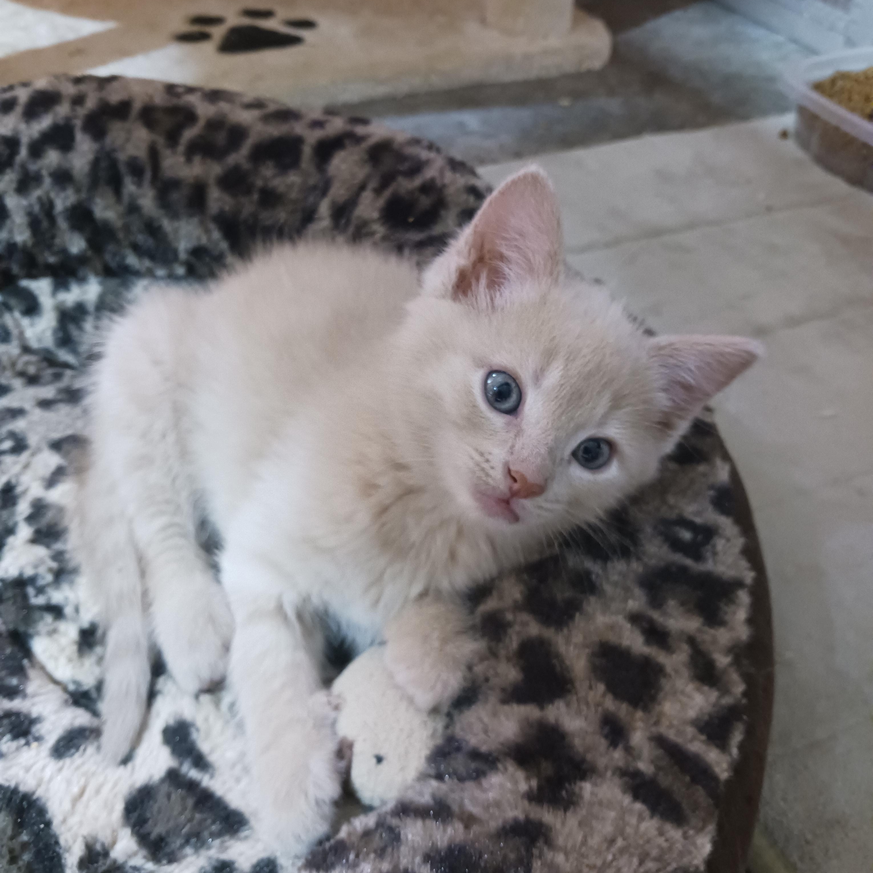 Ash, Baby Male Domestic Short Hair