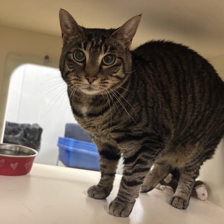 Aura, Adoptable, Adult Female Domestic Short Hair.