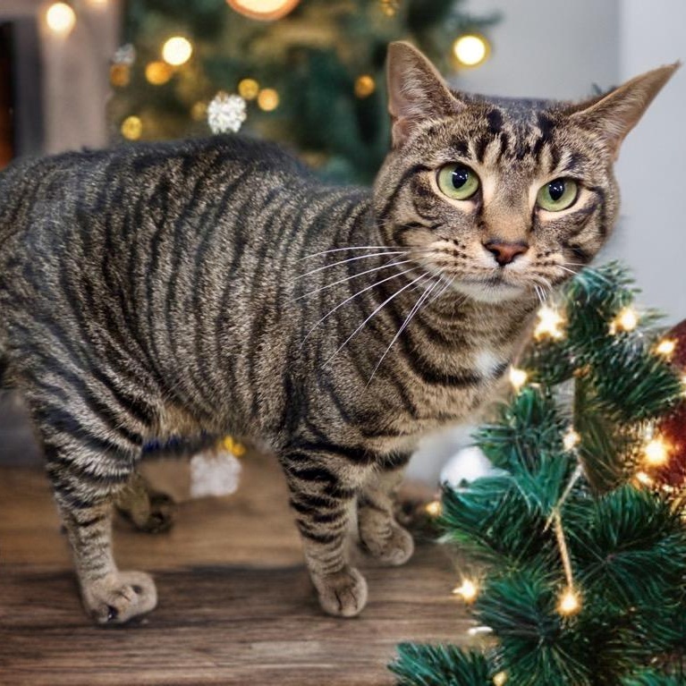 Aura, a Adoptable Domestic Short Hair in Prince Frederick, MD image 1/5