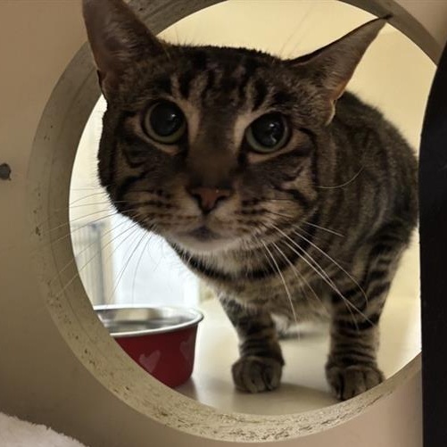 Aura, a Adoptable Domestic Short Hair in Prince Frederick, MD image 2/4