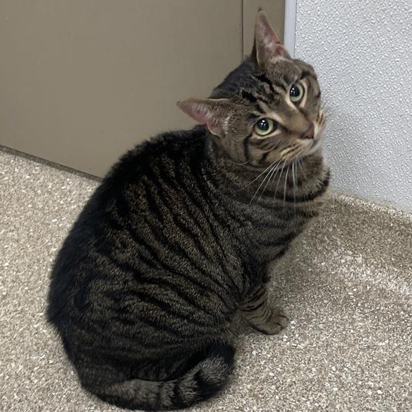 Aura, a Adoptable Domestic Short Hair in Prince Frederick, MD image 3/4