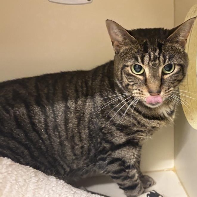 Aura, a Adoptable Domestic Short Hair in Prince Frederick, MD image 4/4