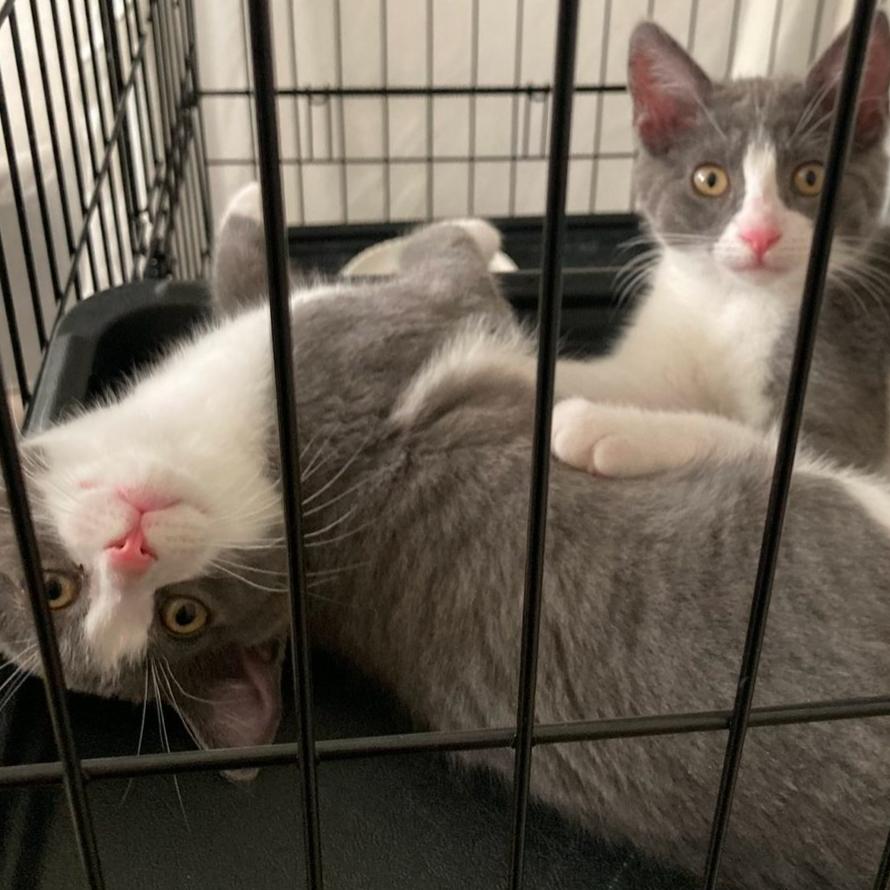 Moonracer & Powerglide, Adoptable, Young Female Domestic Short Hair.