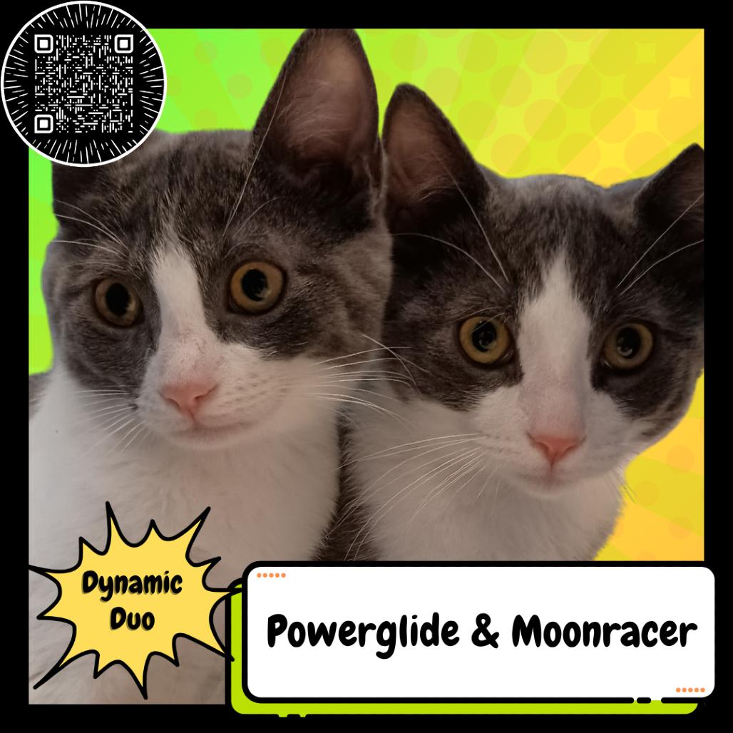 Moonracer & Powerglide, a Adoptable Domestic Short Hair in Suisun City, CA image 2/3