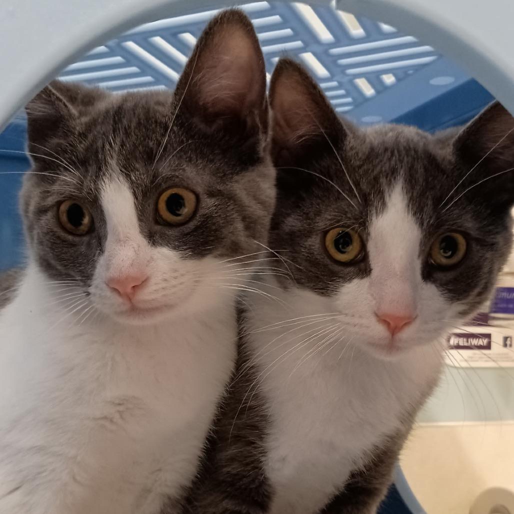 Moonracer & Powerglide, a Adoptable Domestic Short Hair in Suisun City, CA image 3/3