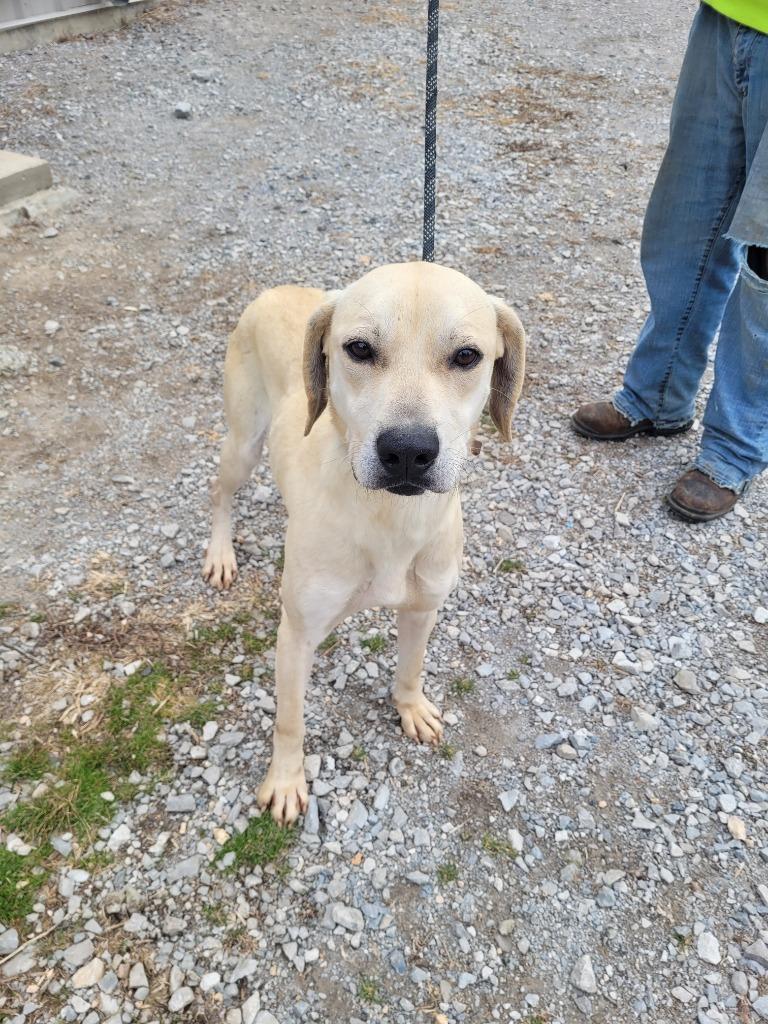 Gus, Adoptable, Adult Male Labrador Retriever.