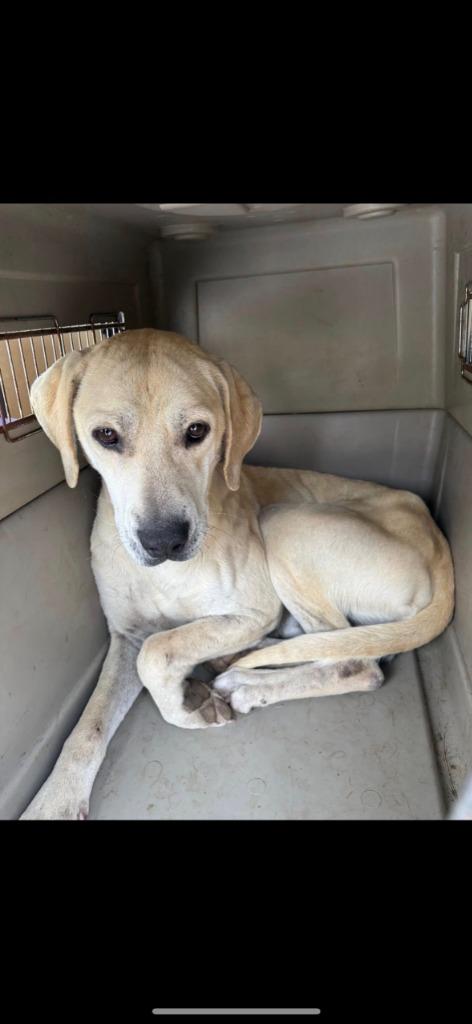 Gus, a Adoptable Labrador Retriever in Lawrenceburg, TN image 2/3
