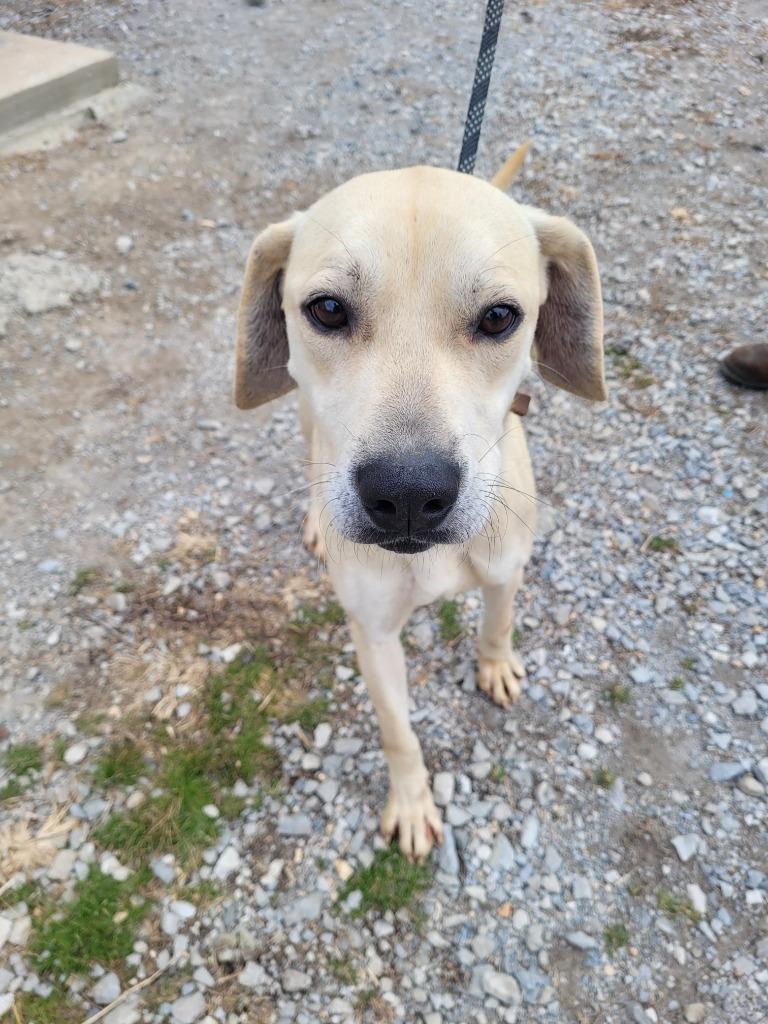 Gus, a Adoptable Labrador Retriever in Lawrenceburg, TN image 3/3