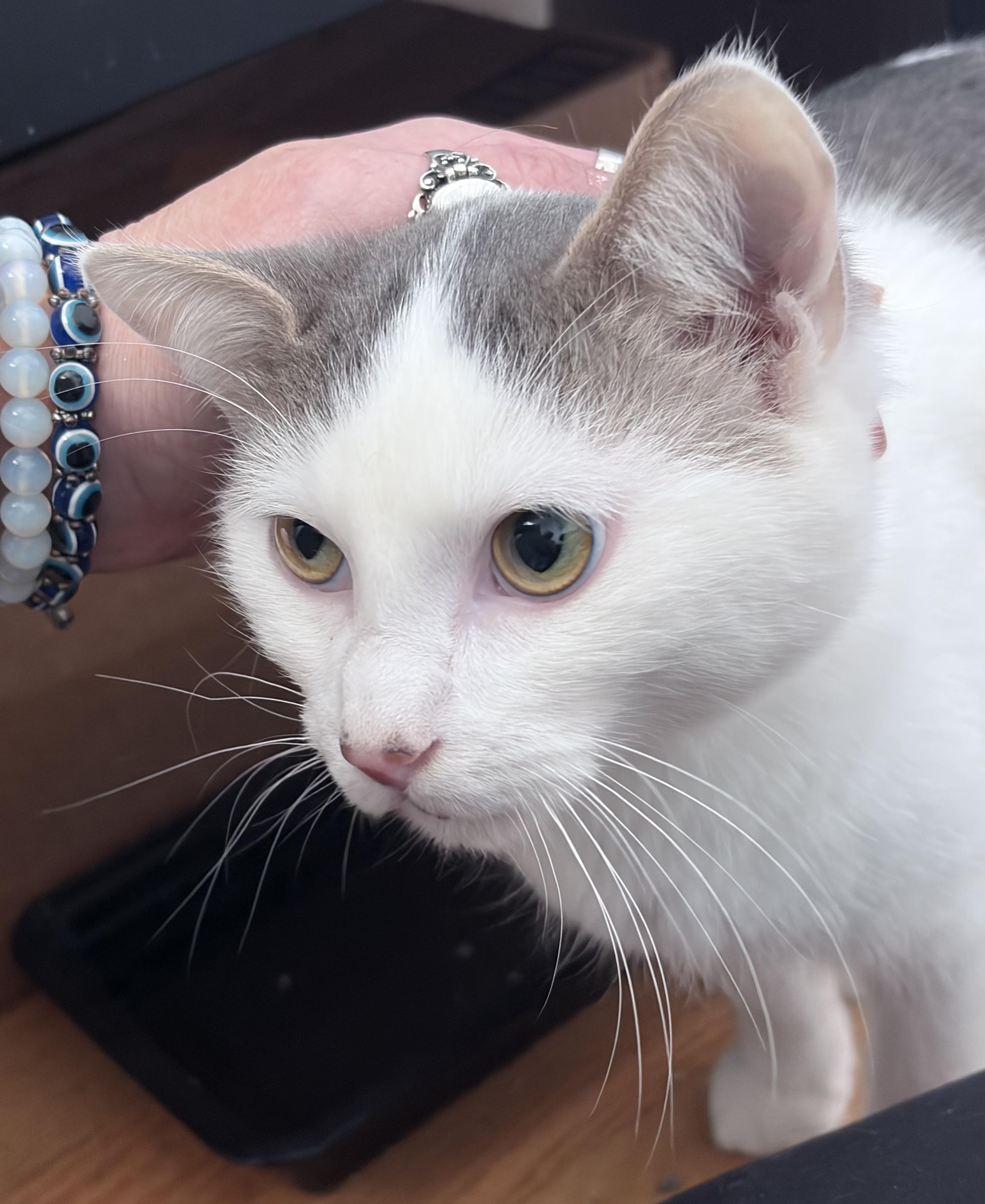 Toby, Adoptable, Young Male Domestic Short Hair.