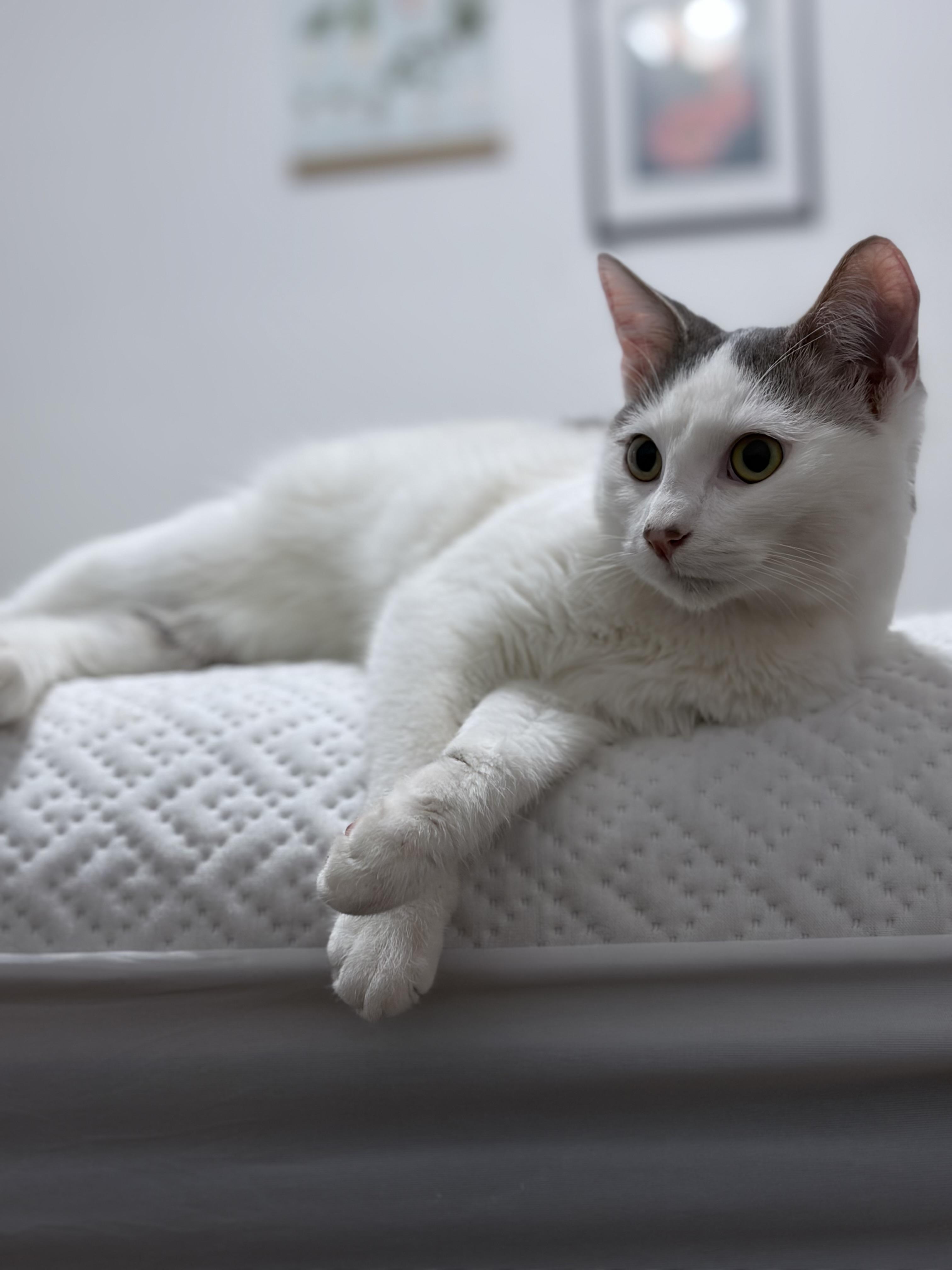 Enlarge Toby, a Adoptable Domestic Short Hair in Chicago, IL image 3/6