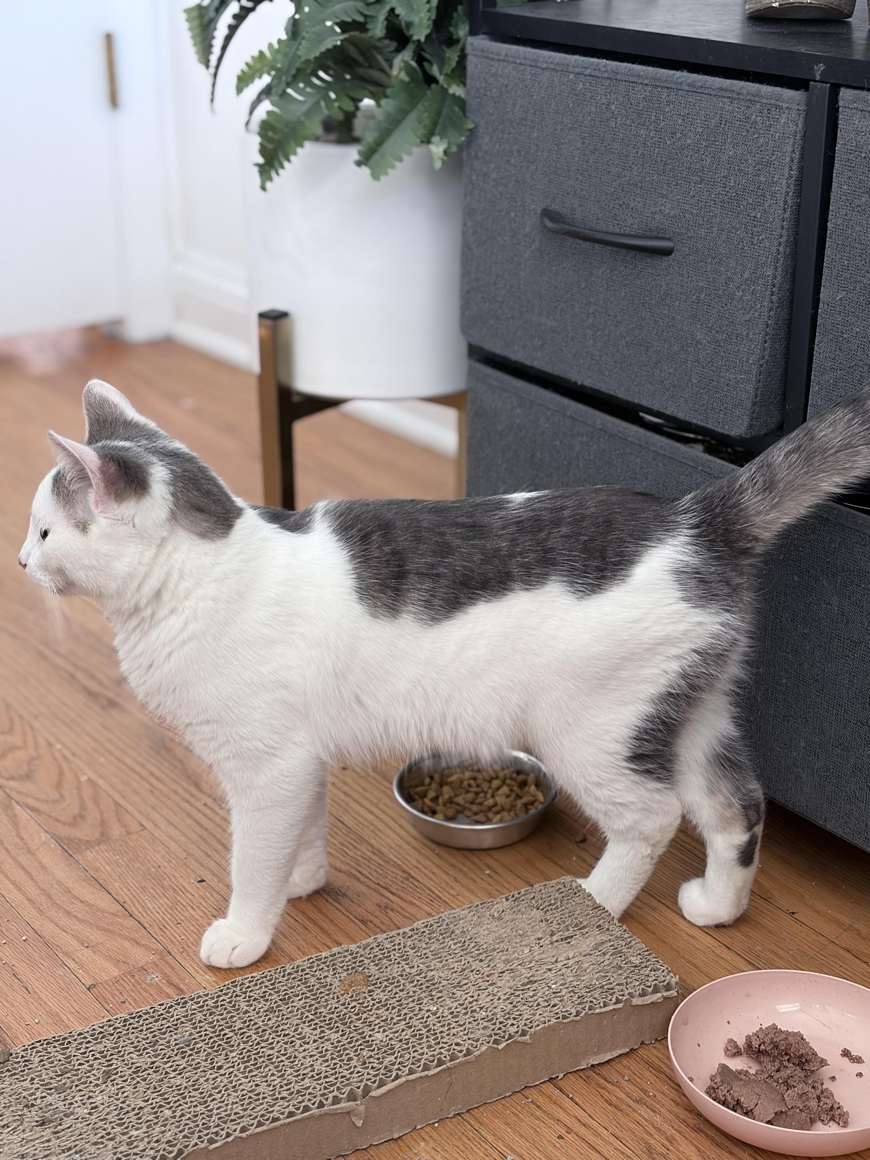 Enlarge Toby, a Adoptable Domestic Short Hair in Chicago, IL image 4/6