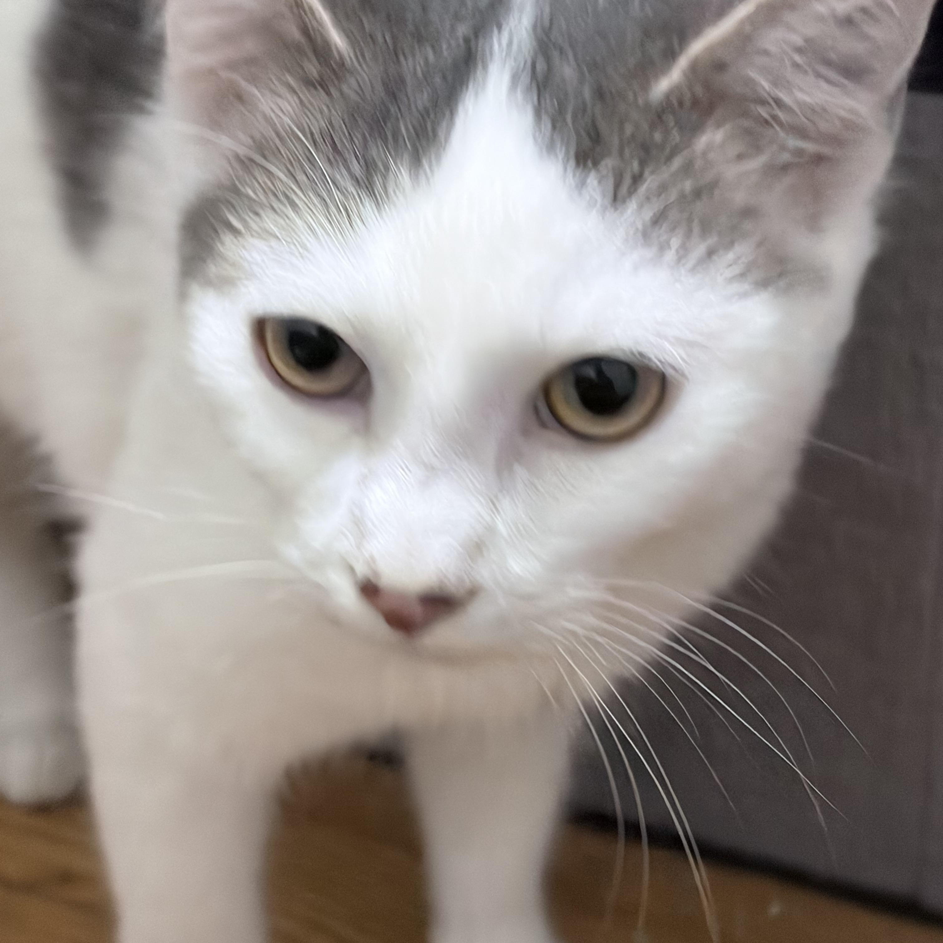 Enlarge Toby, a Adoptable Domestic Short Hair in Chicago, IL image 5/6