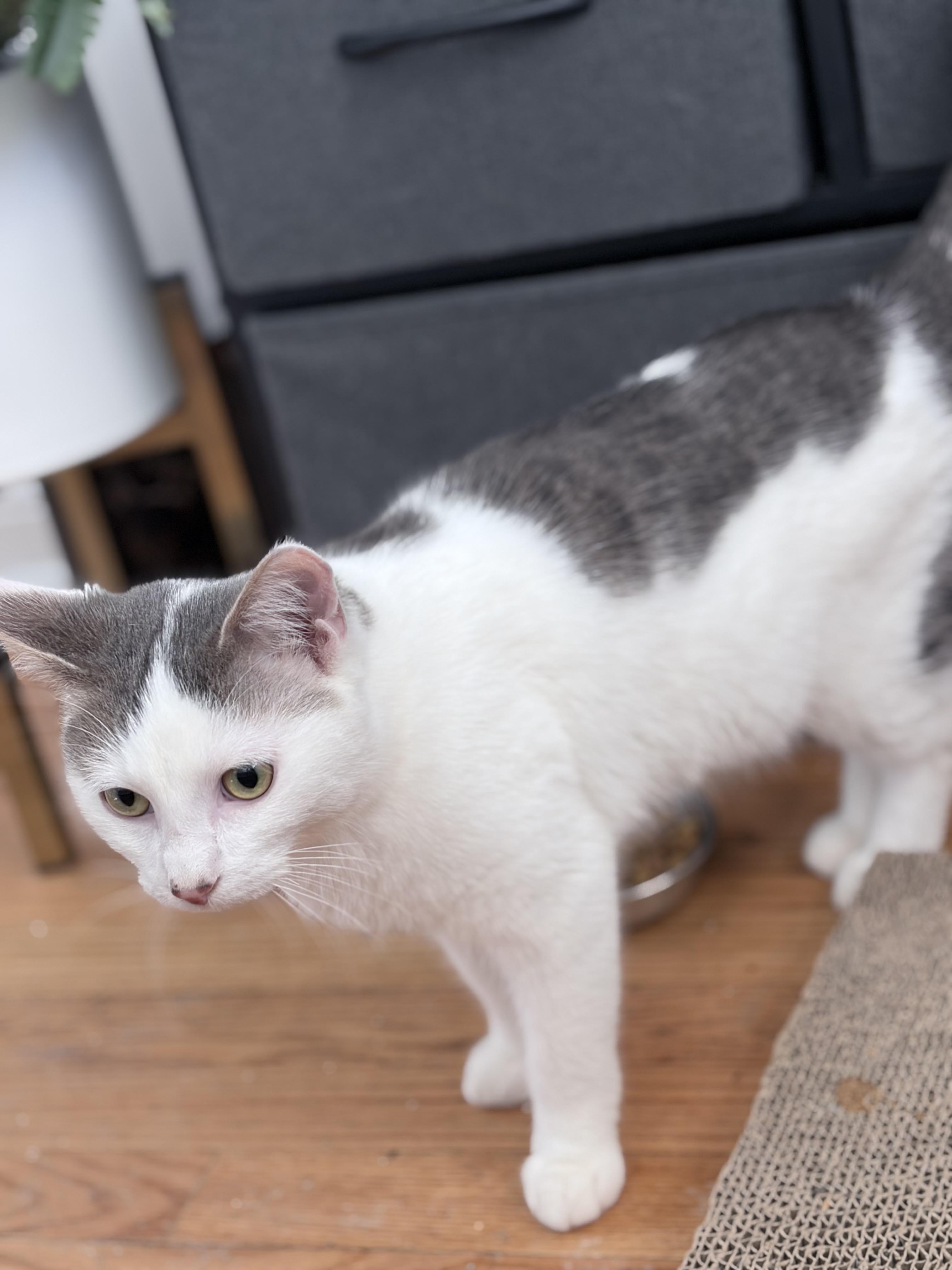 Enlarge Toby, a Adoptable Domestic Short Hair in Chicago, IL image 6/6