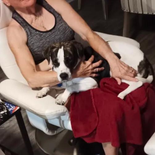 Enlarge This is Sparta!, a ADOPTABLE mixed breed in Ocala, FL image 3/6