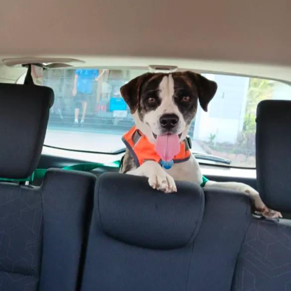 Enlarge This is Sparta!, a ADOPTABLE mixed breed in Ocala, FL image 1/6