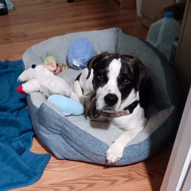 Enlarge This is Sparta!, a ADOPTABLE mixed breed in Ocala, FL image 4/6