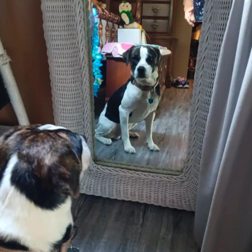 Enlarge This is Sparta!, a ADOPTABLE mixed breed in Ocala, FL image 2/6