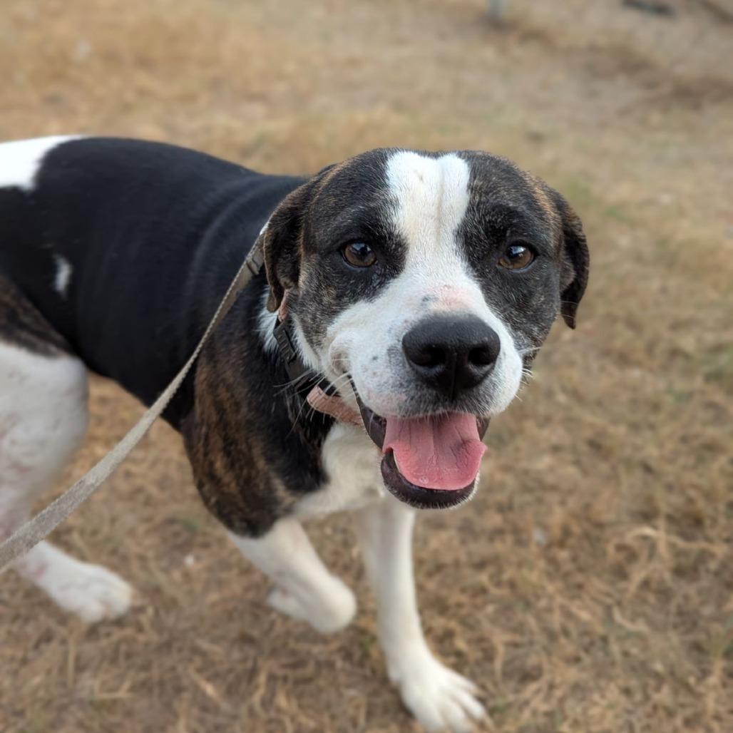 This is Sparta!, ADOPTABLE, Adult Male Beagle.