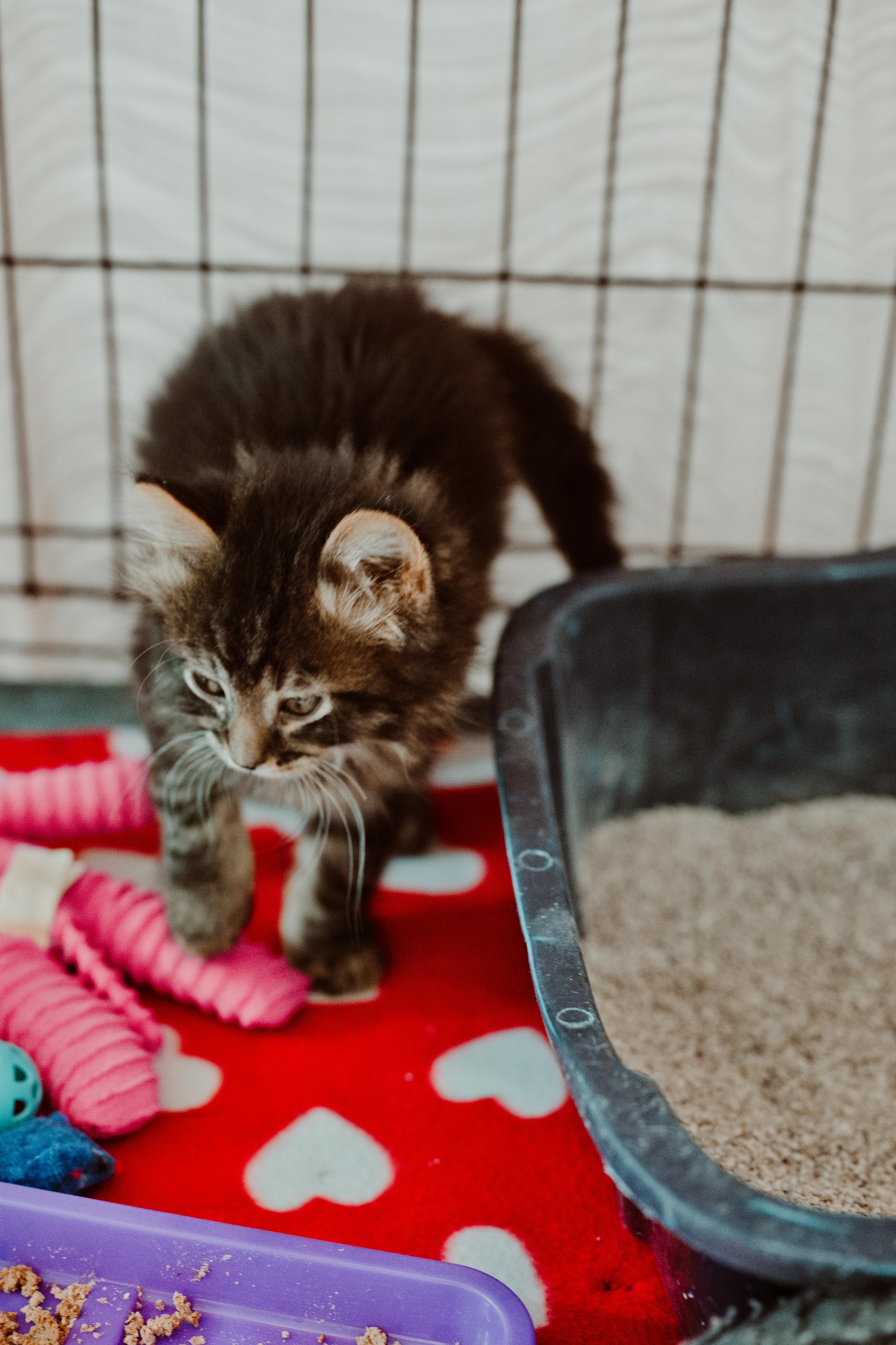 Enlarge Tony (yellow collar), an adopted Domestic Long Hair in Le Mars, IA image 1/1