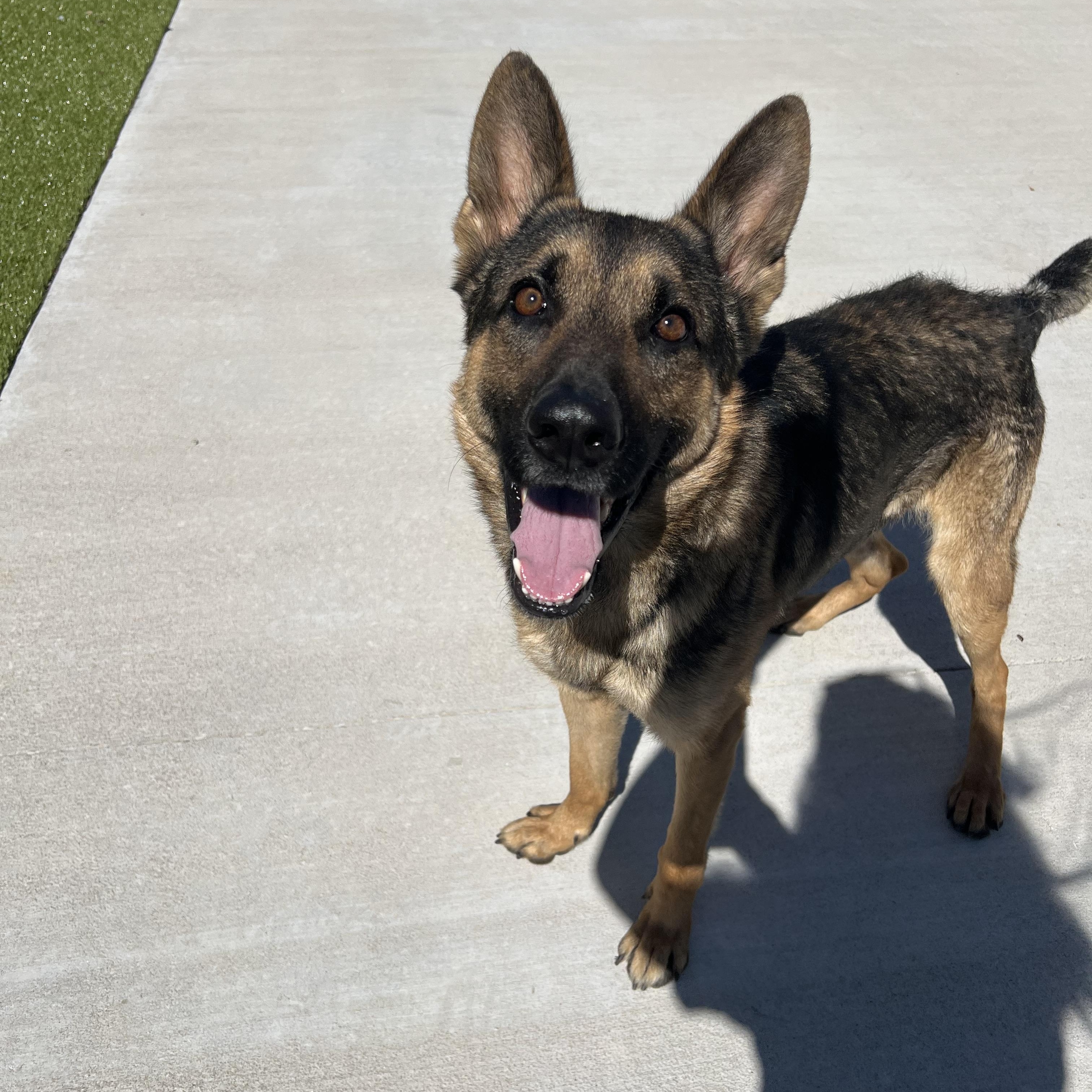 Enlarge Techno, a ADOPTABLE mixed breed in Warr Acres, OK image 2/3