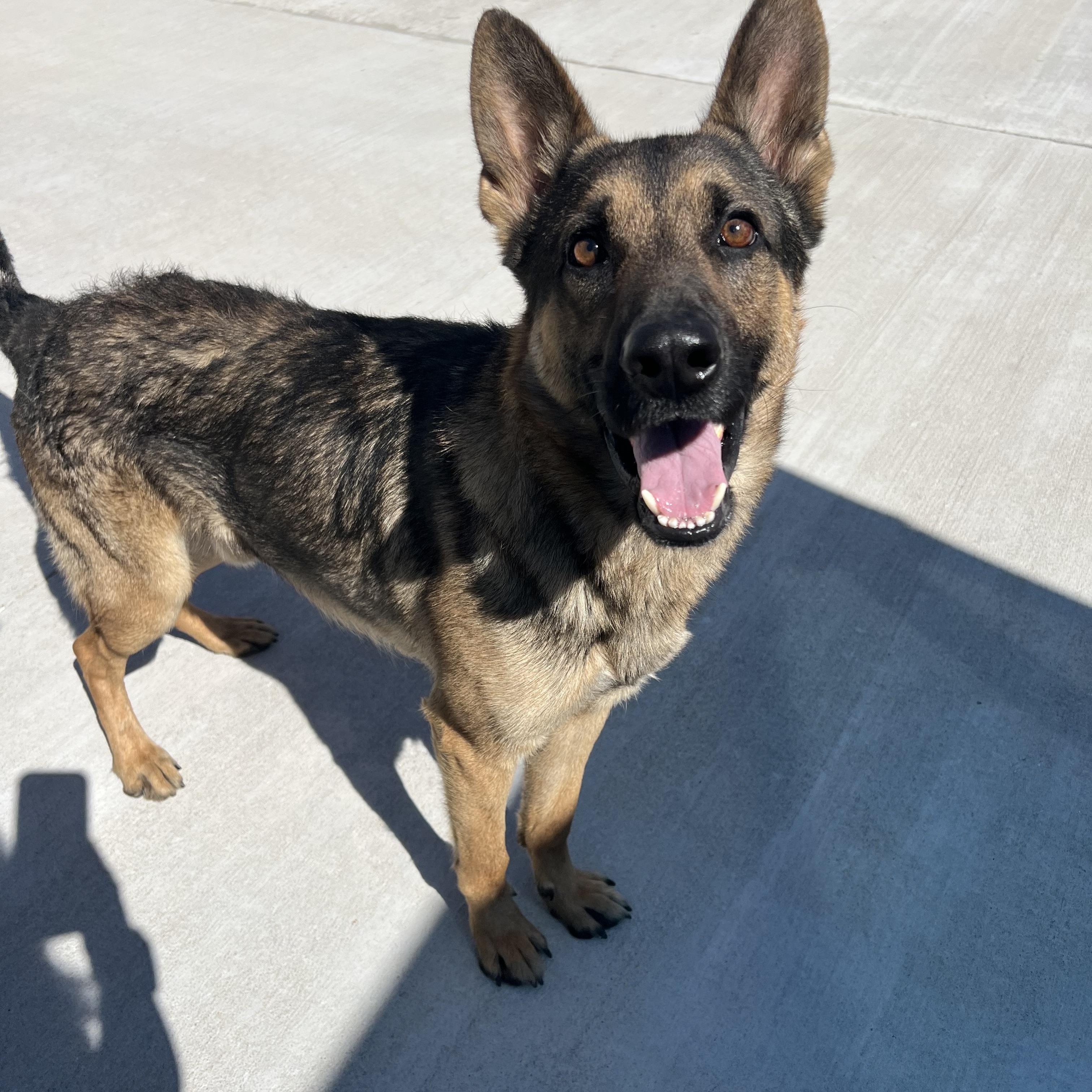 Techno, ADOPTABLE, Adult Male German Shepherd Dog.