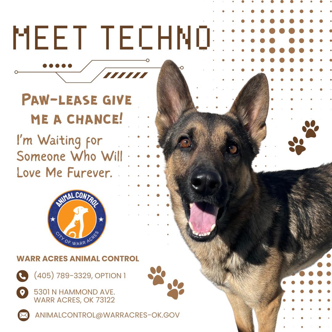 Enlarge Techno, a ADOPTABLE mixed breed in Warr Acres, OK image 3/3