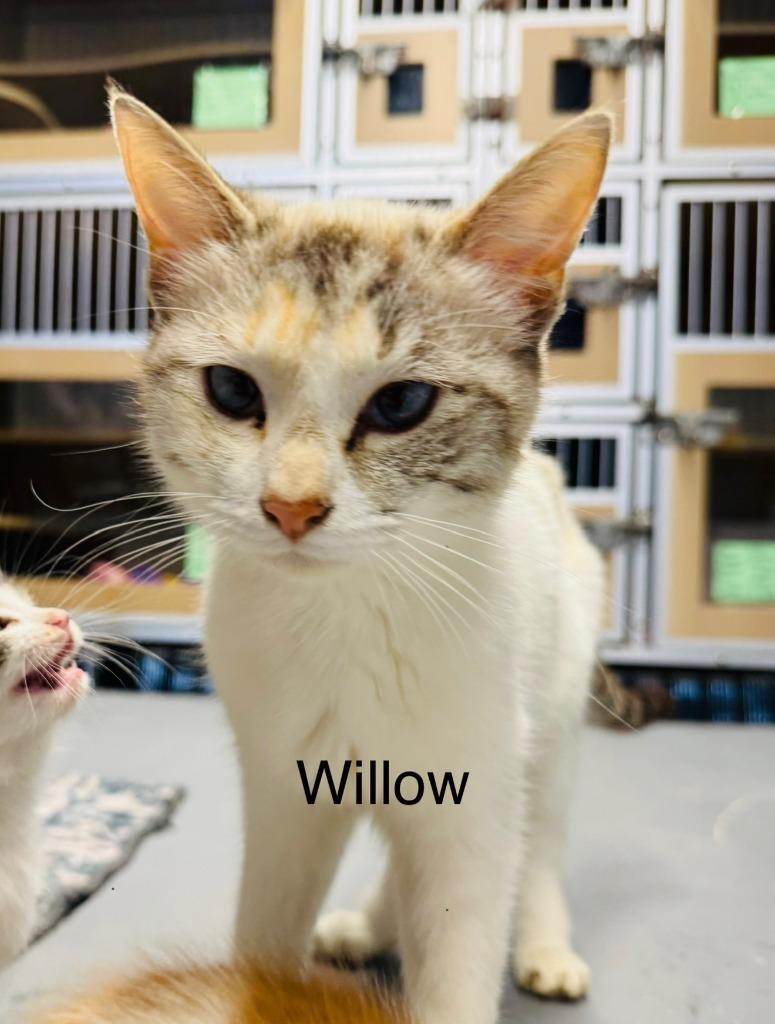 Willow, Adoptable, Young Female Domestic Short Hair.