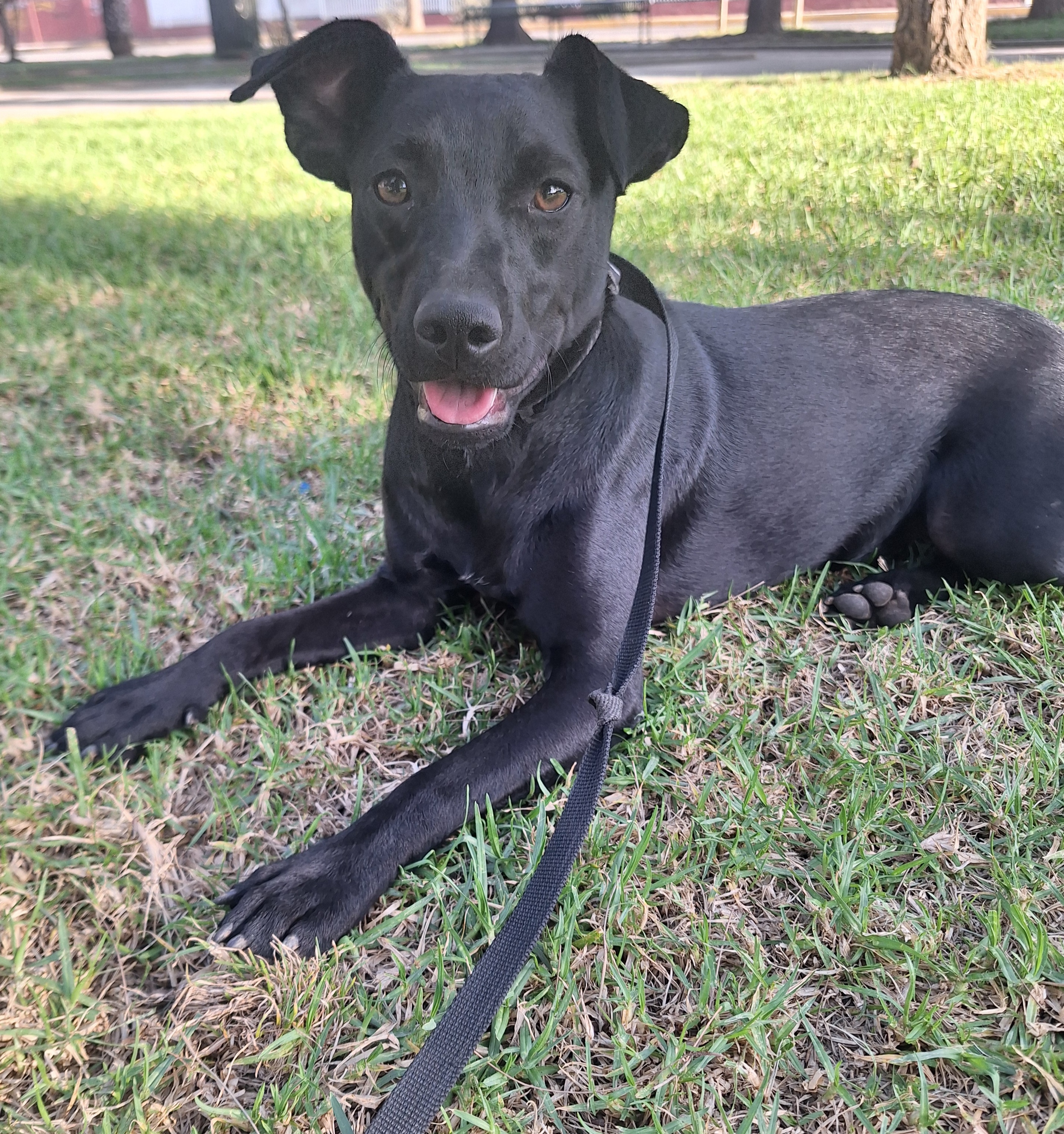 Enlarge Tammy, a Adoptable mixed breed in San Diego, CA image 1/6