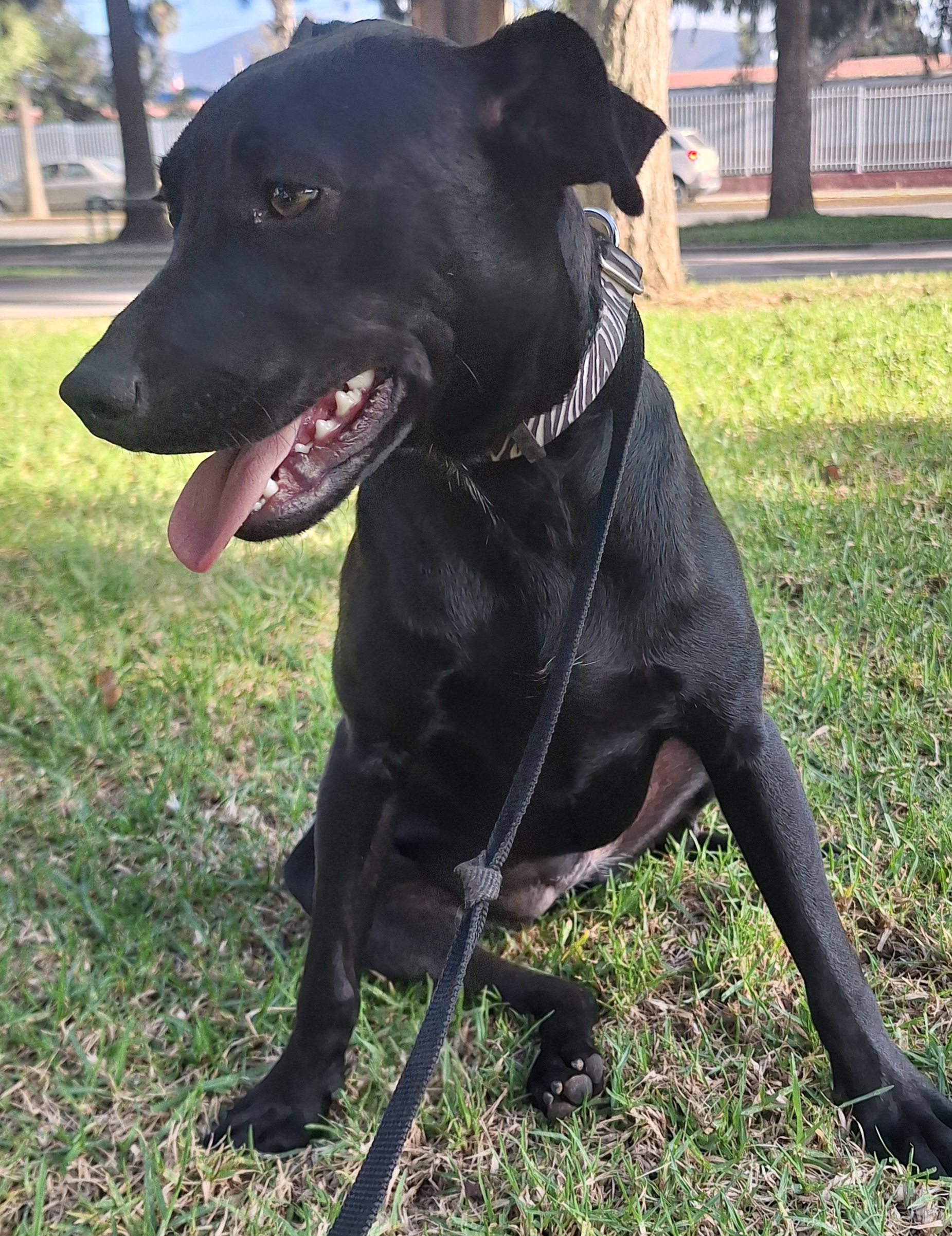Enlarge Tammy, a Adoptable mixed breed in San Diego, CA image 6/6