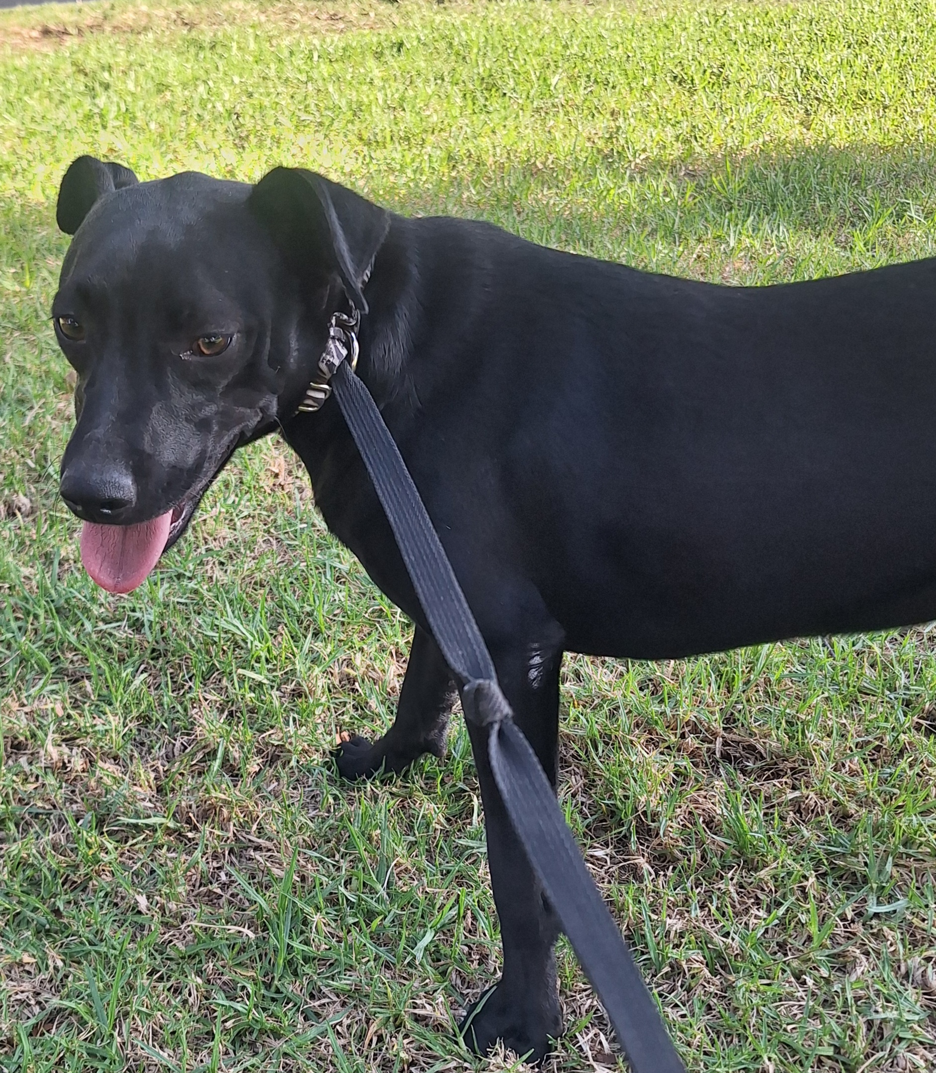 Enlarge Tammy, a Adoptable mixed breed in San Diego, CA image 4/6