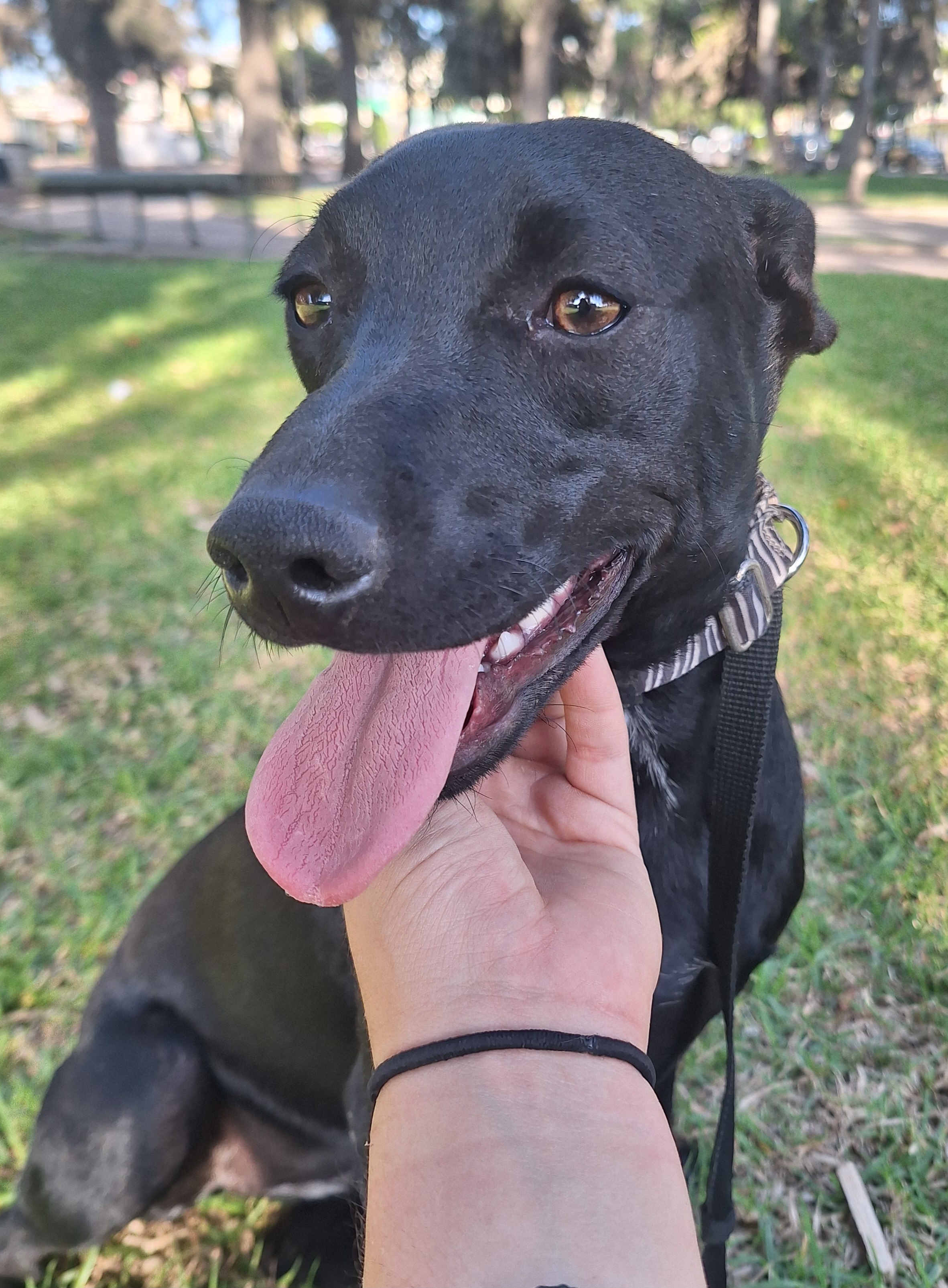 Enlarge Tammy, a Adoptable mixed breed in San Diego, CA image 2/6