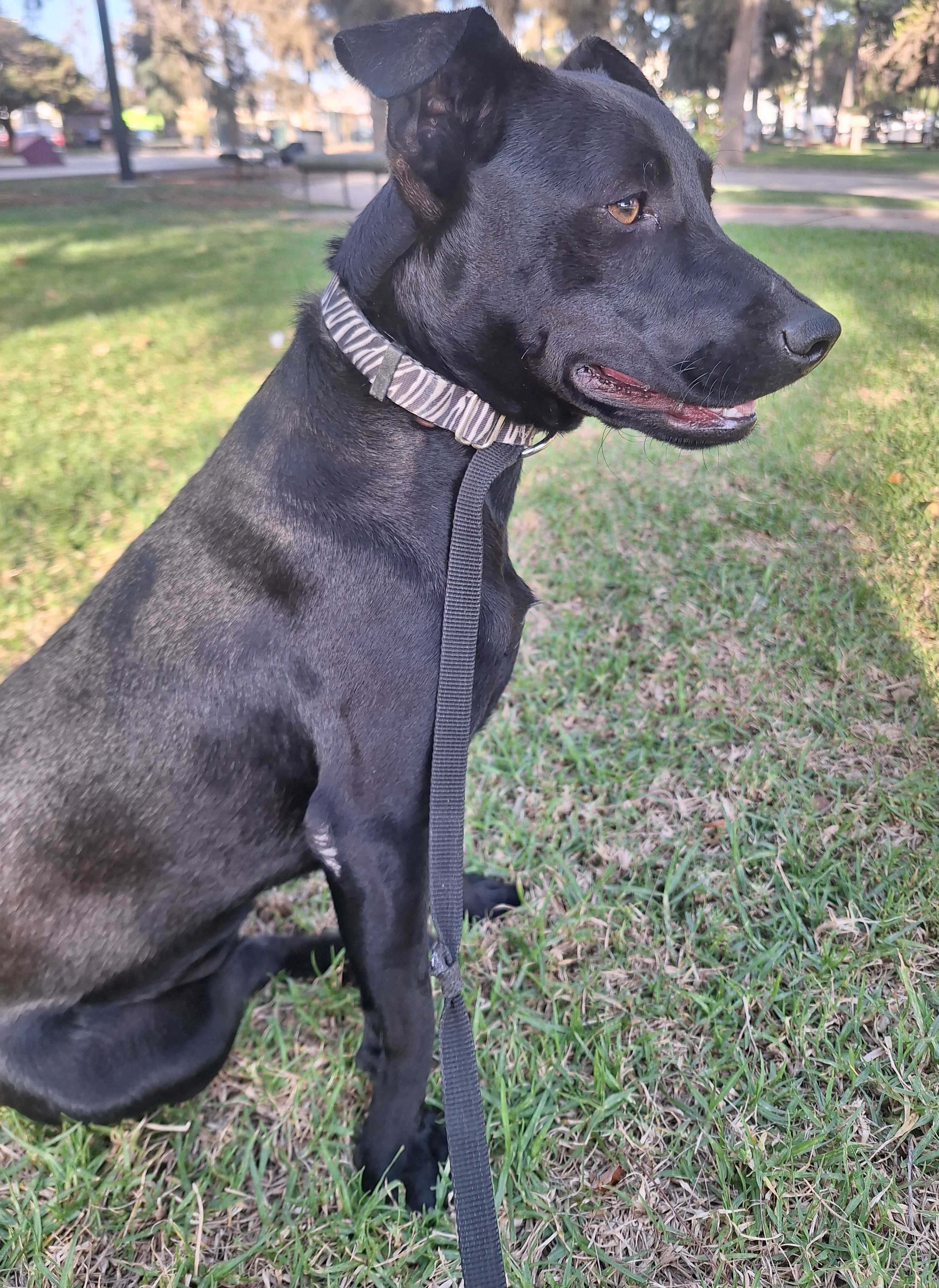 Enlarge Tammy, a Adoptable mixed breed in San Diego, CA image 3/6