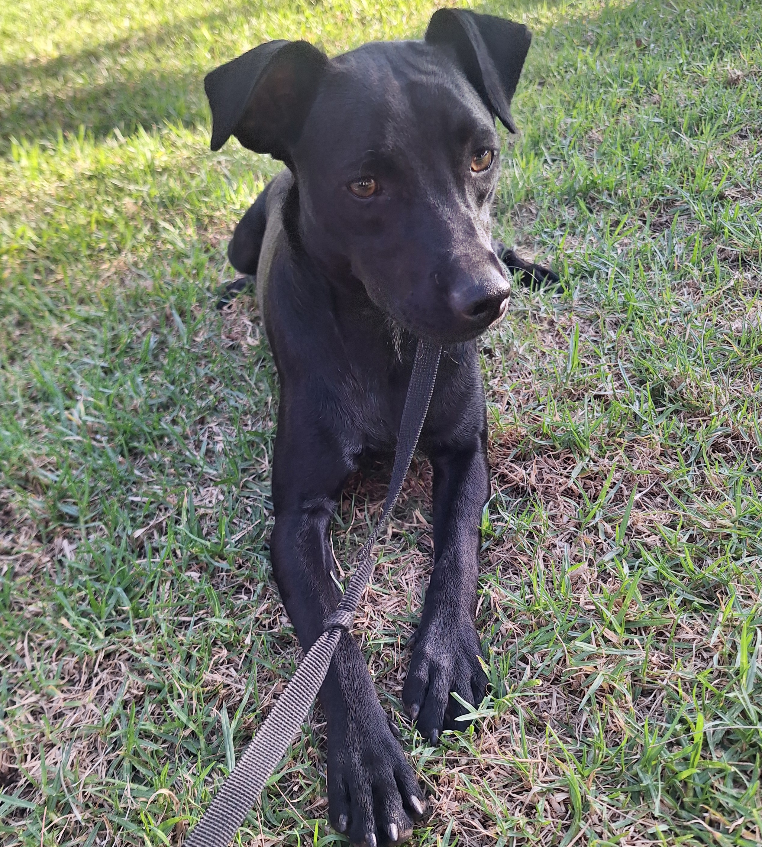 Enlarge Tammy, a Adoptable mixed breed in San Diego, CA image 5/6