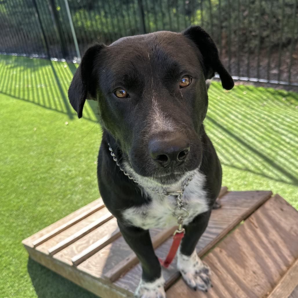 Hudson, a Adoptable Cattle Dog in Dublin, CA image 4/6