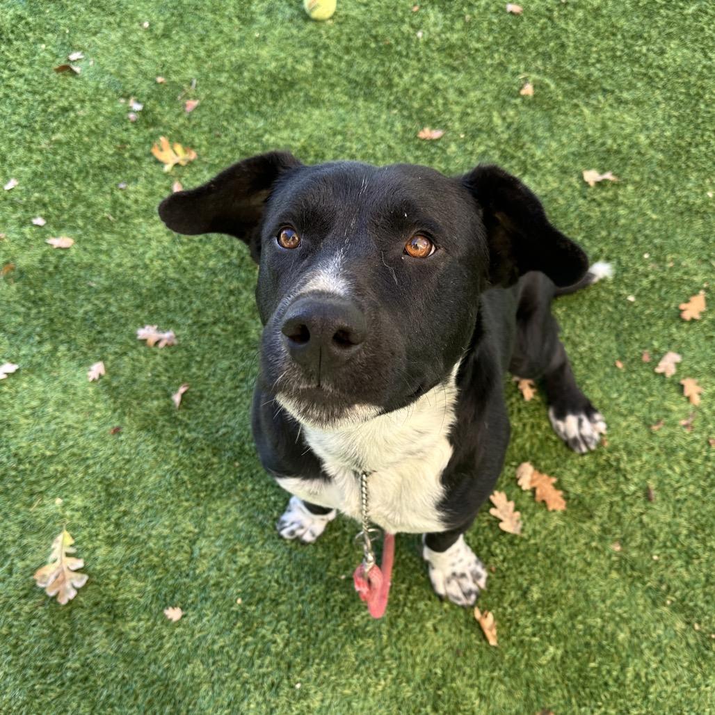 Hudson, a Adoptable Cattle Dog in Dublin, CA image 3/6