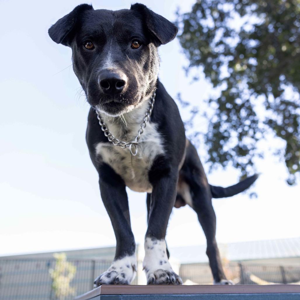 Hudson, a Adoptable Cattle Dog in Dublin, CA image 5/6