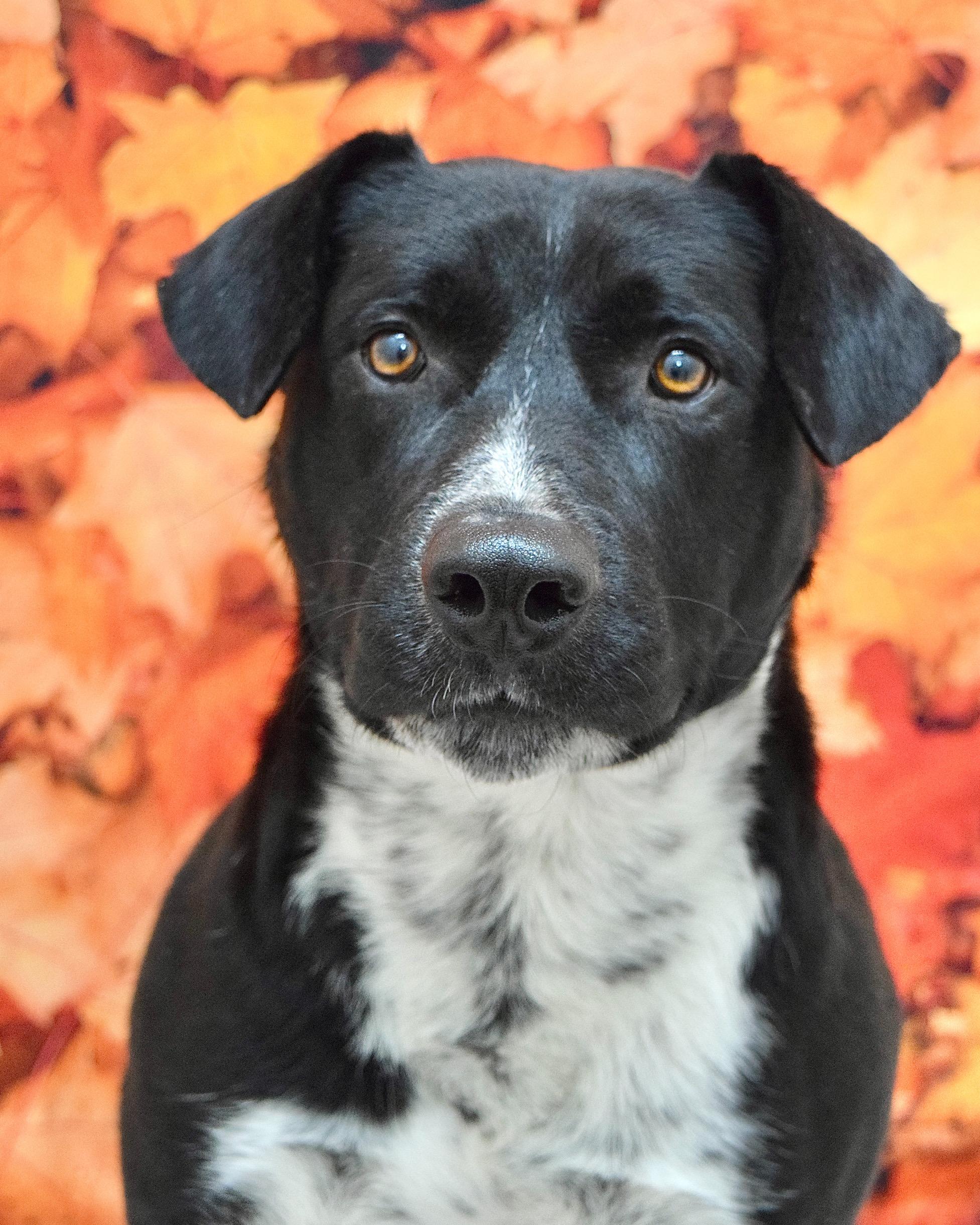 Hudson, a Adoptable Cattle Dog in Dublin, CA image 1/6