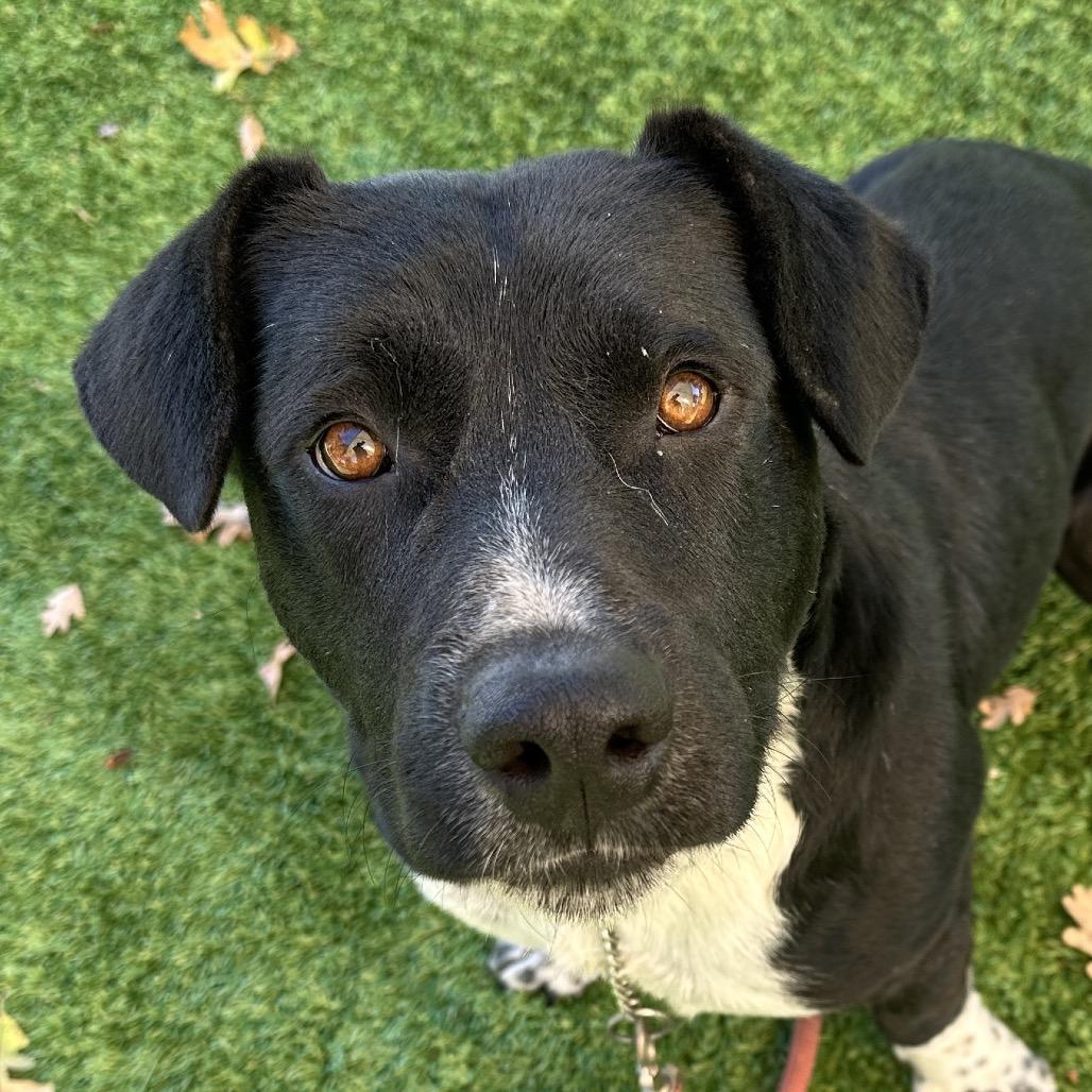 Hudson, a Adoptable Cattle Dog in Dublin, CA image 2/6