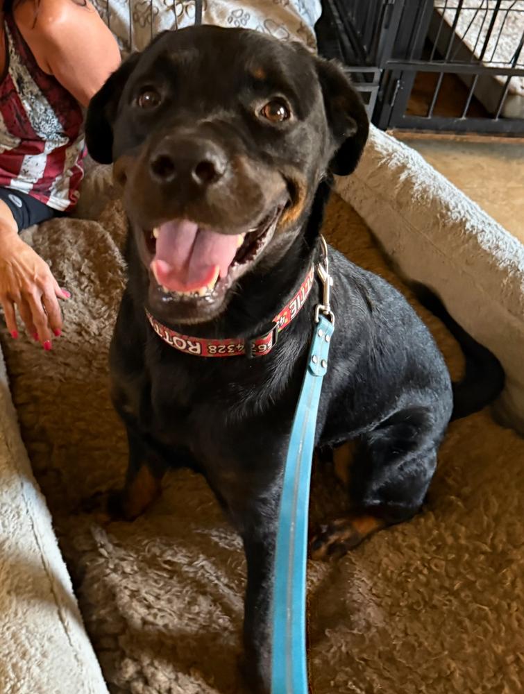 Luke, Adoptable, Puppy Male Rottweiler.