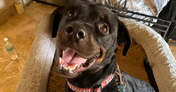 Luke, Adoptable, Young Male Rottweiler.