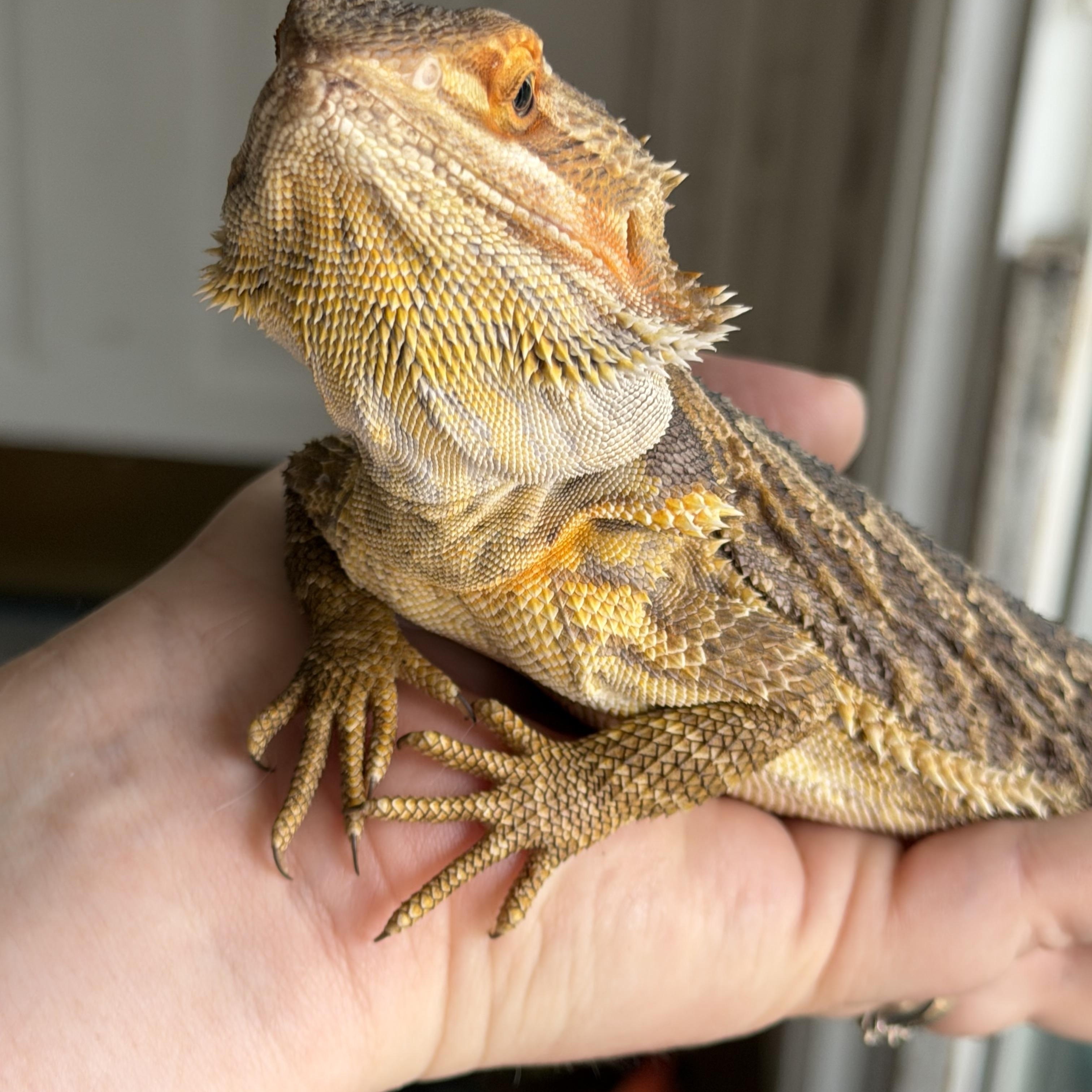 Rocky, an adopted Bearded Dragon in Edinburg, PA image 3/6
