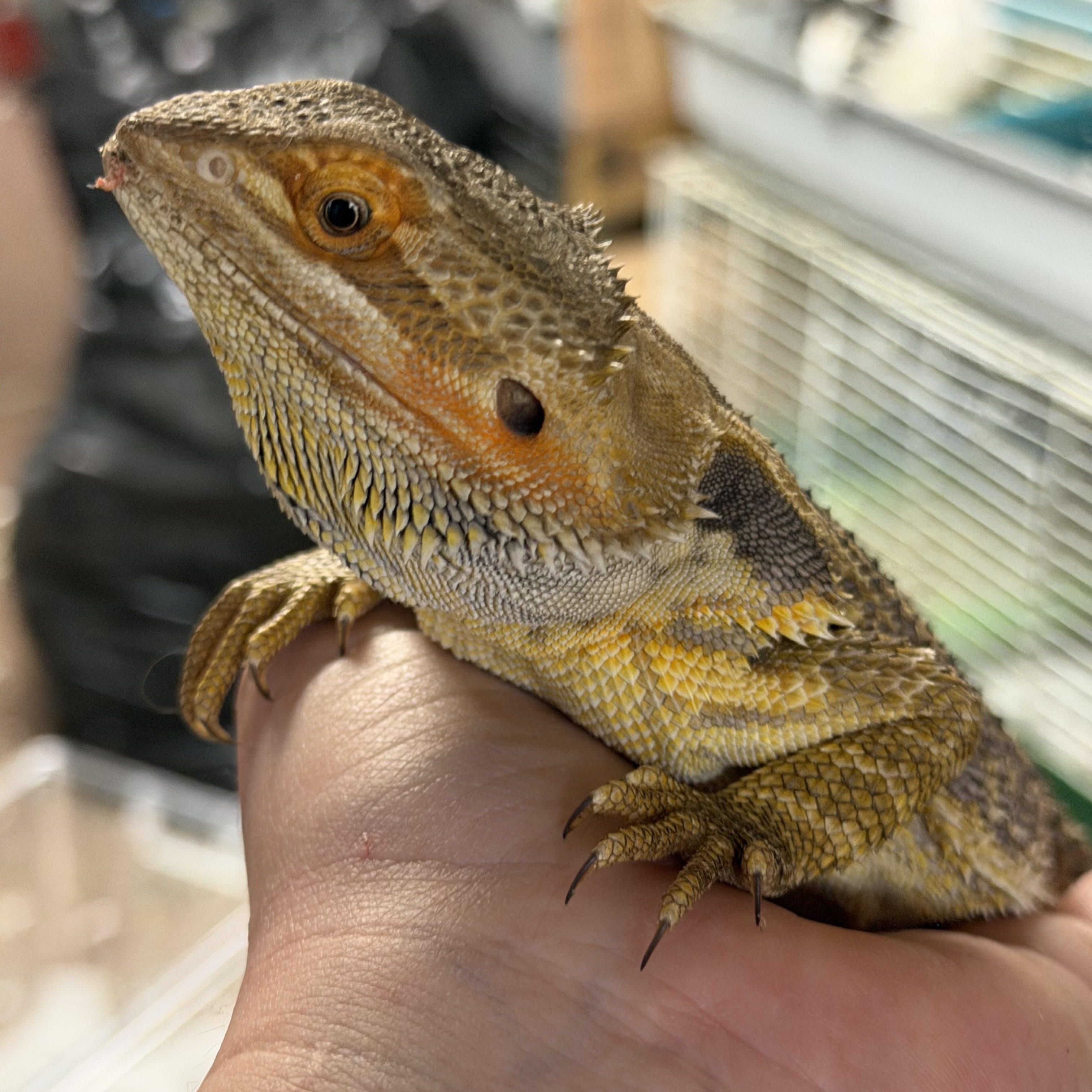 Rocky, an adopted Bearded Dragon in Edinburg, PA image 4/6