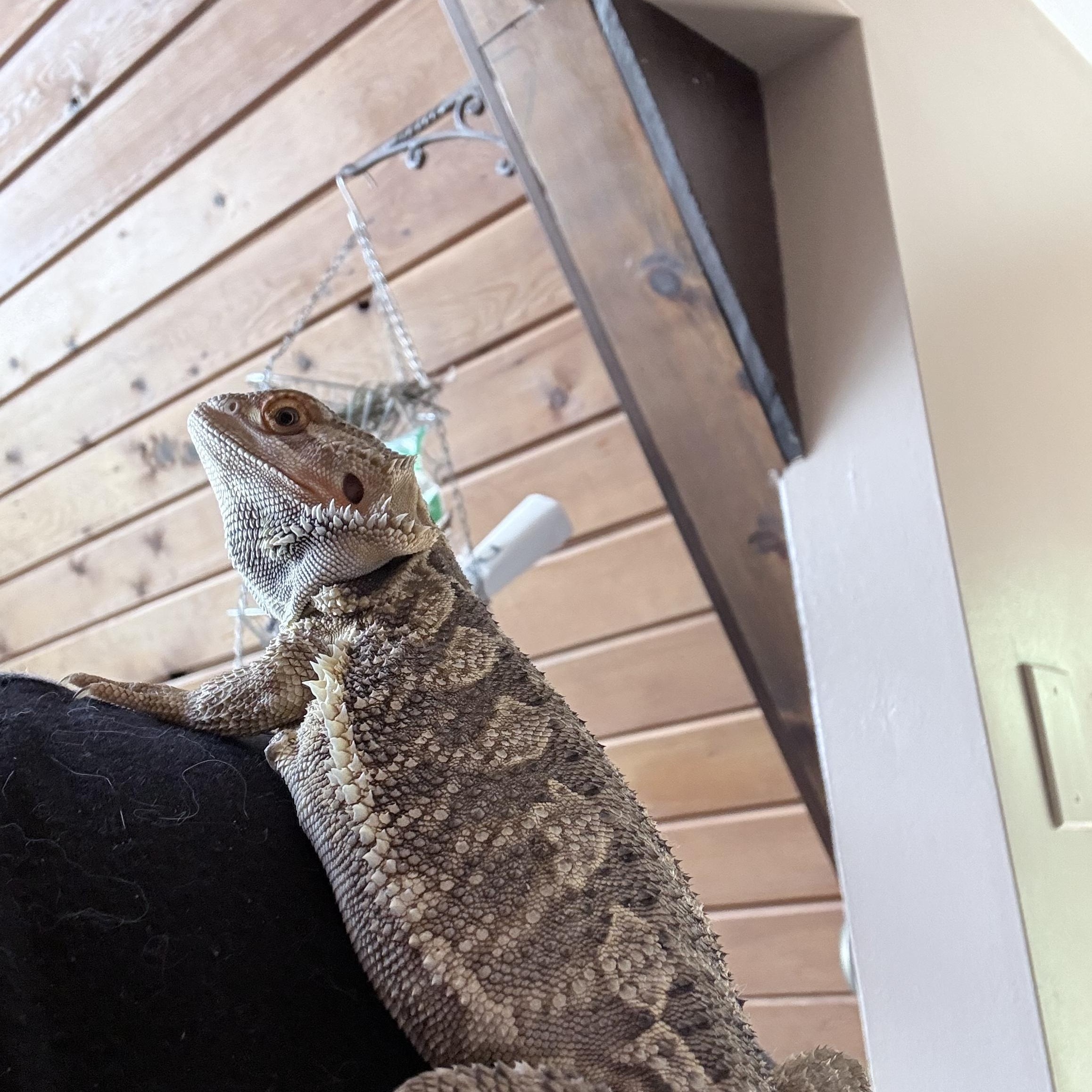 Rocky, an adopted Bearded Dragon in Edinburg, PA image 5/6