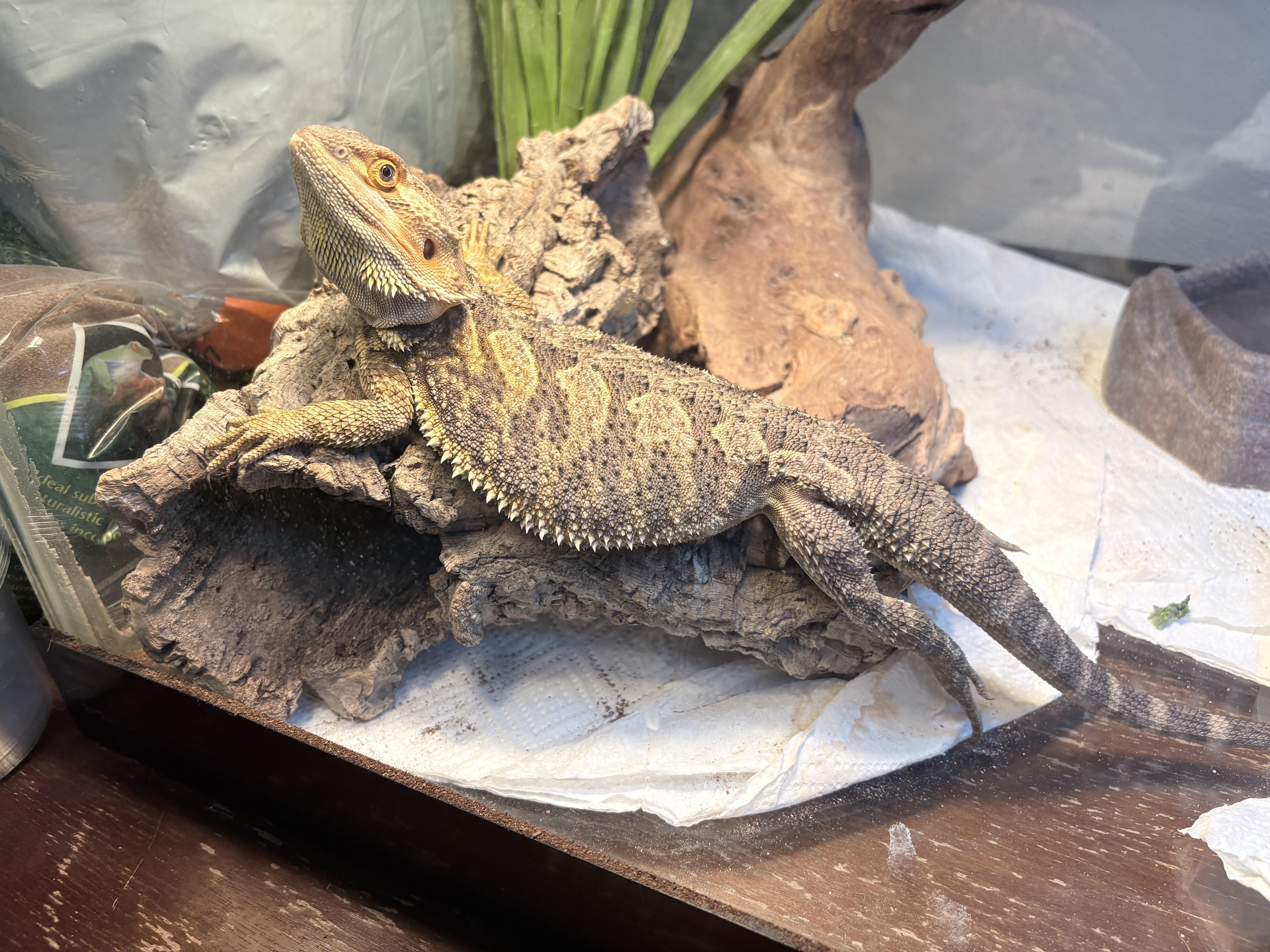 Rocky, adopted, Young Male Bearded Dragon.